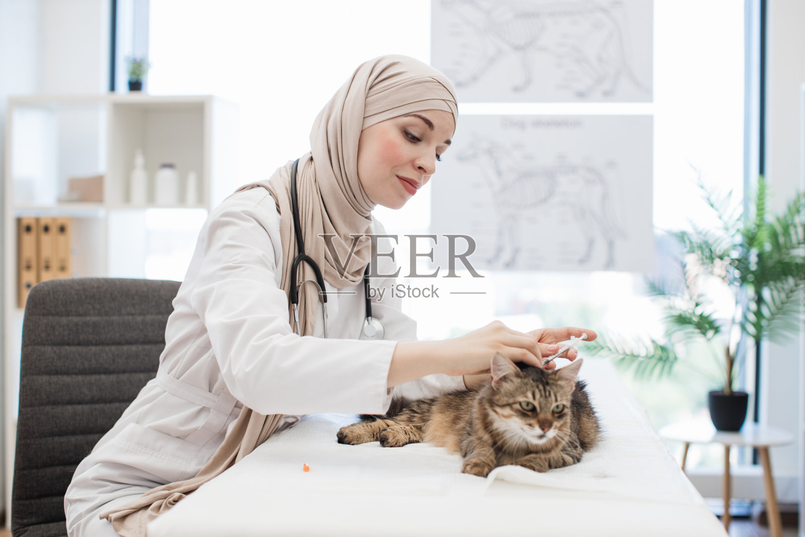 穆斯林兽医在动物医院为宠物接种疫苗照片摄影图片