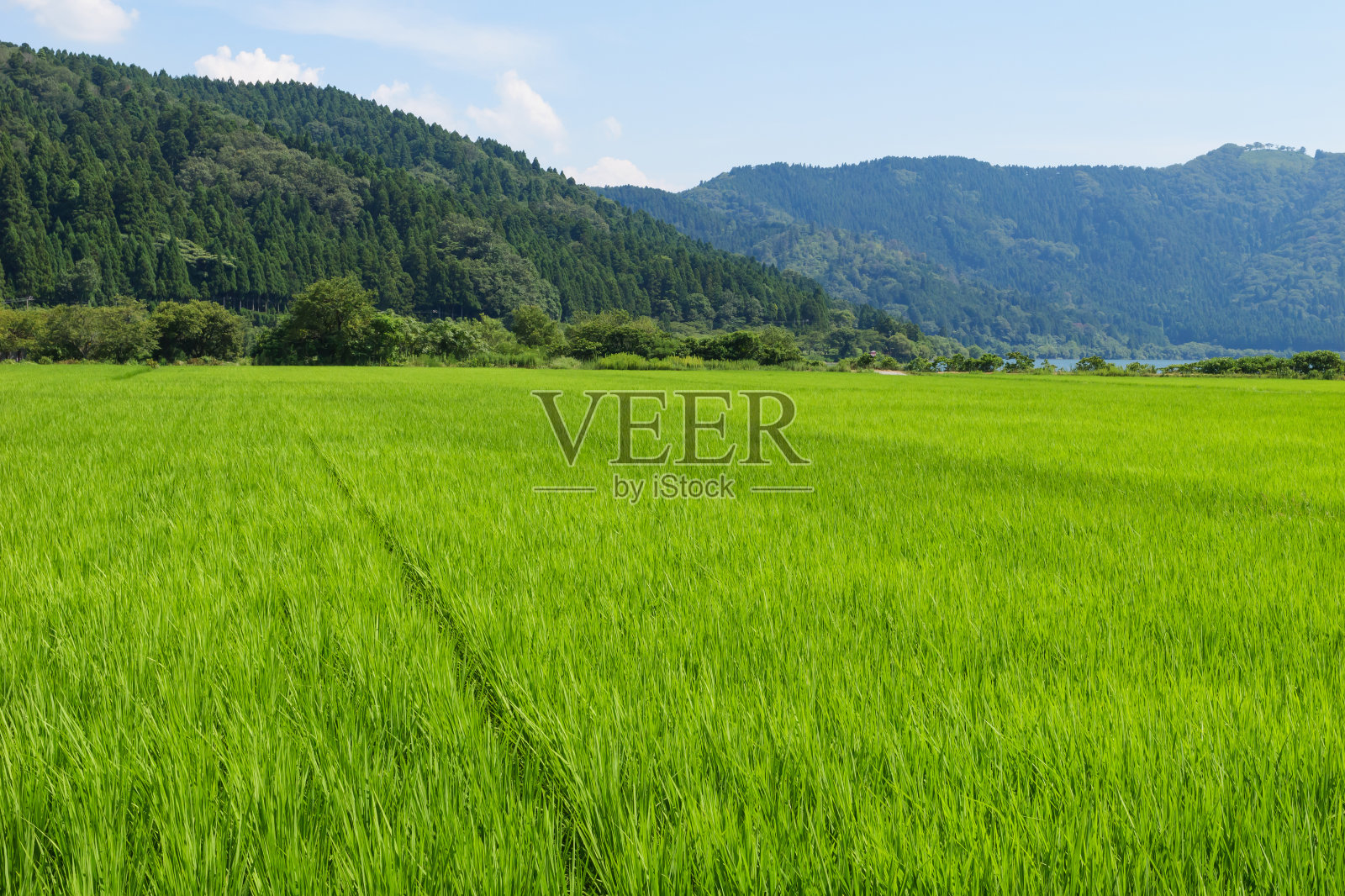 从无人机拍摄的水季和灌溉的美丽梯田图像，稻田的俯视图照片摄影图片