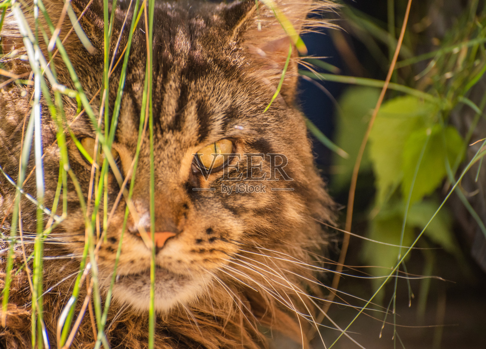 一只被伏击的大理石色缅因浣熊的肖像照片摄影图片
