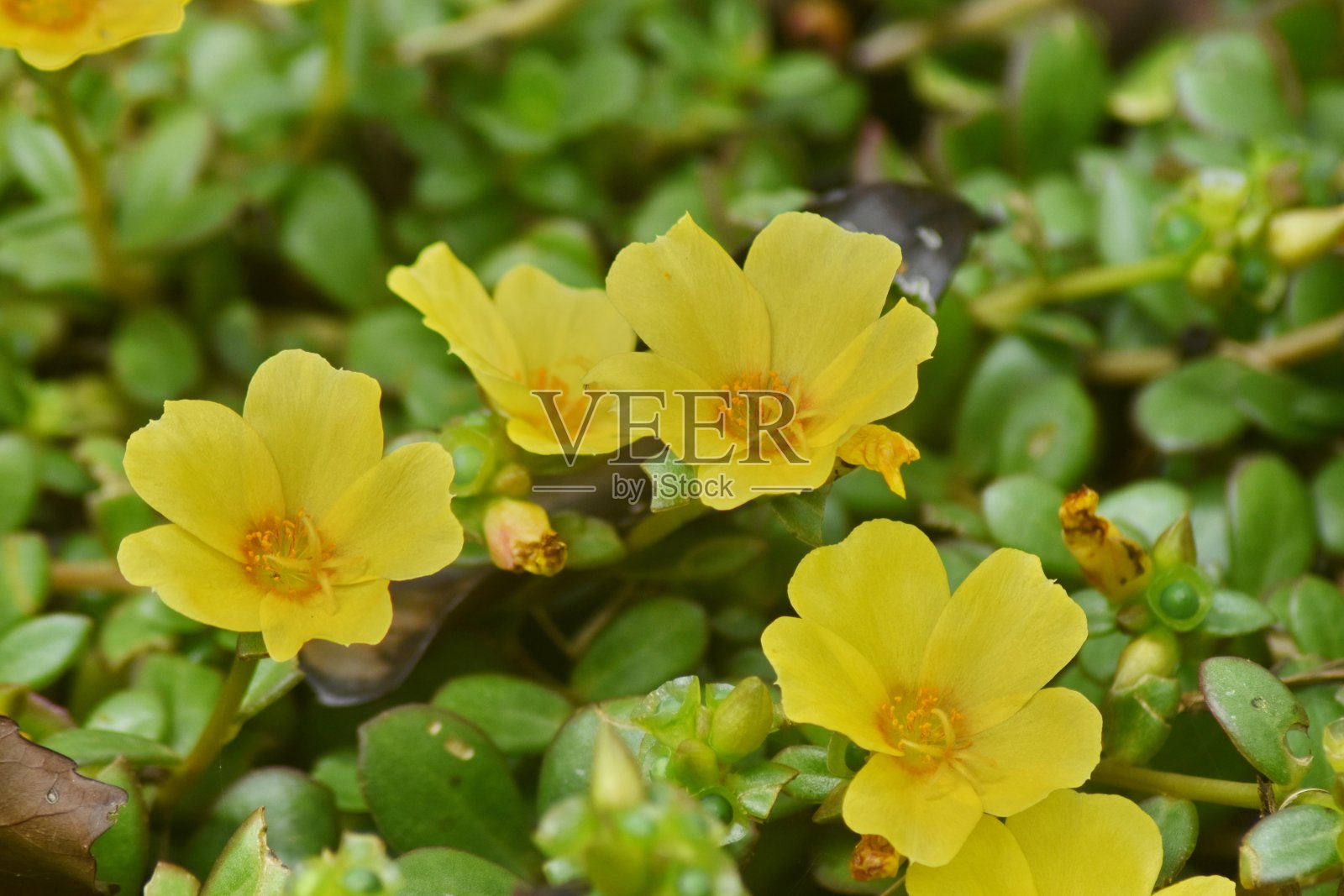 美丽的花照片摄影图片