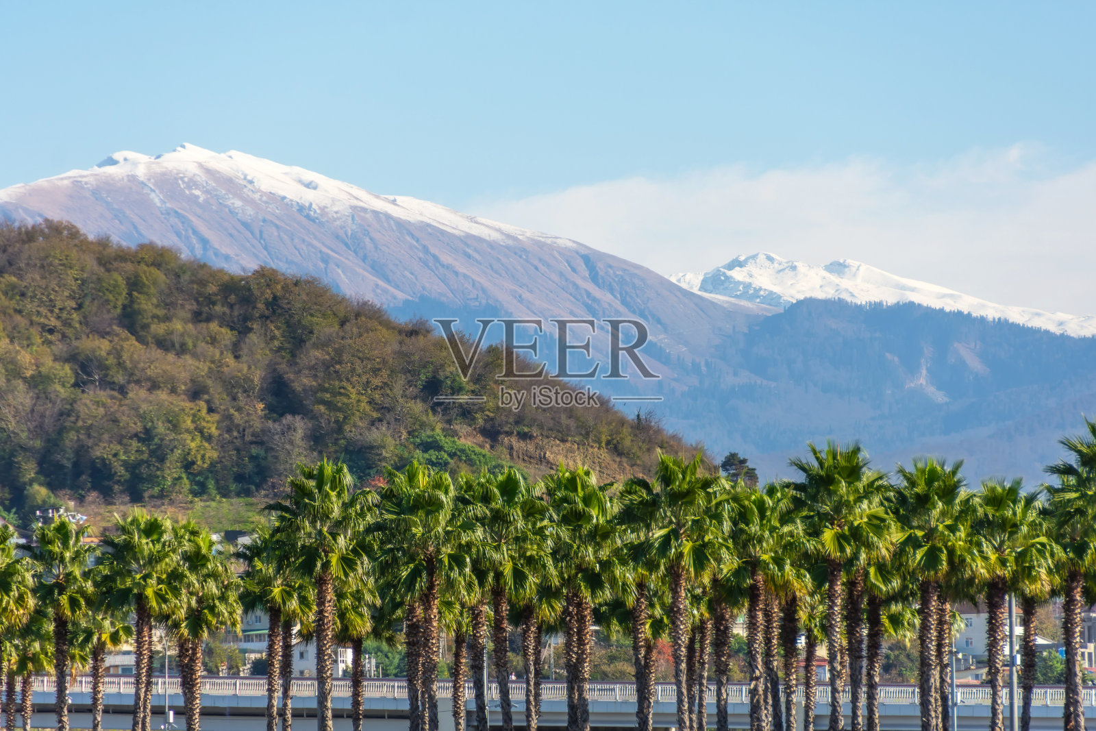 山的景观，白雪覆盖的山峰，在脚下生长的华盛顿棕榈。照片摄影图片