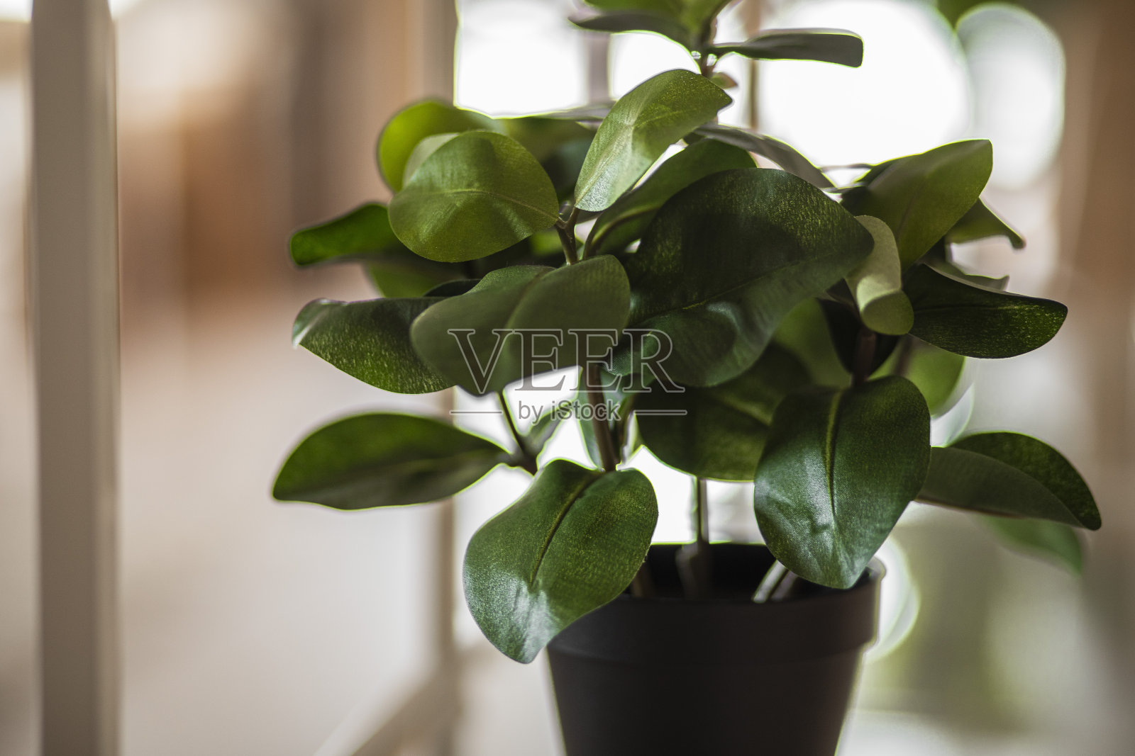 宁静而质朴:在明亮的室内，架子上的花盆里放着绿色的花朵照片摄影图片