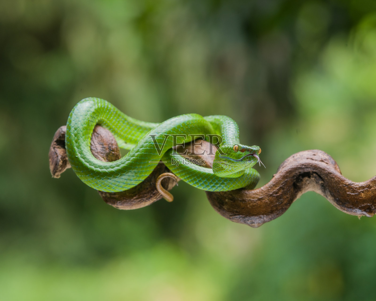 蛇照片摄影图片