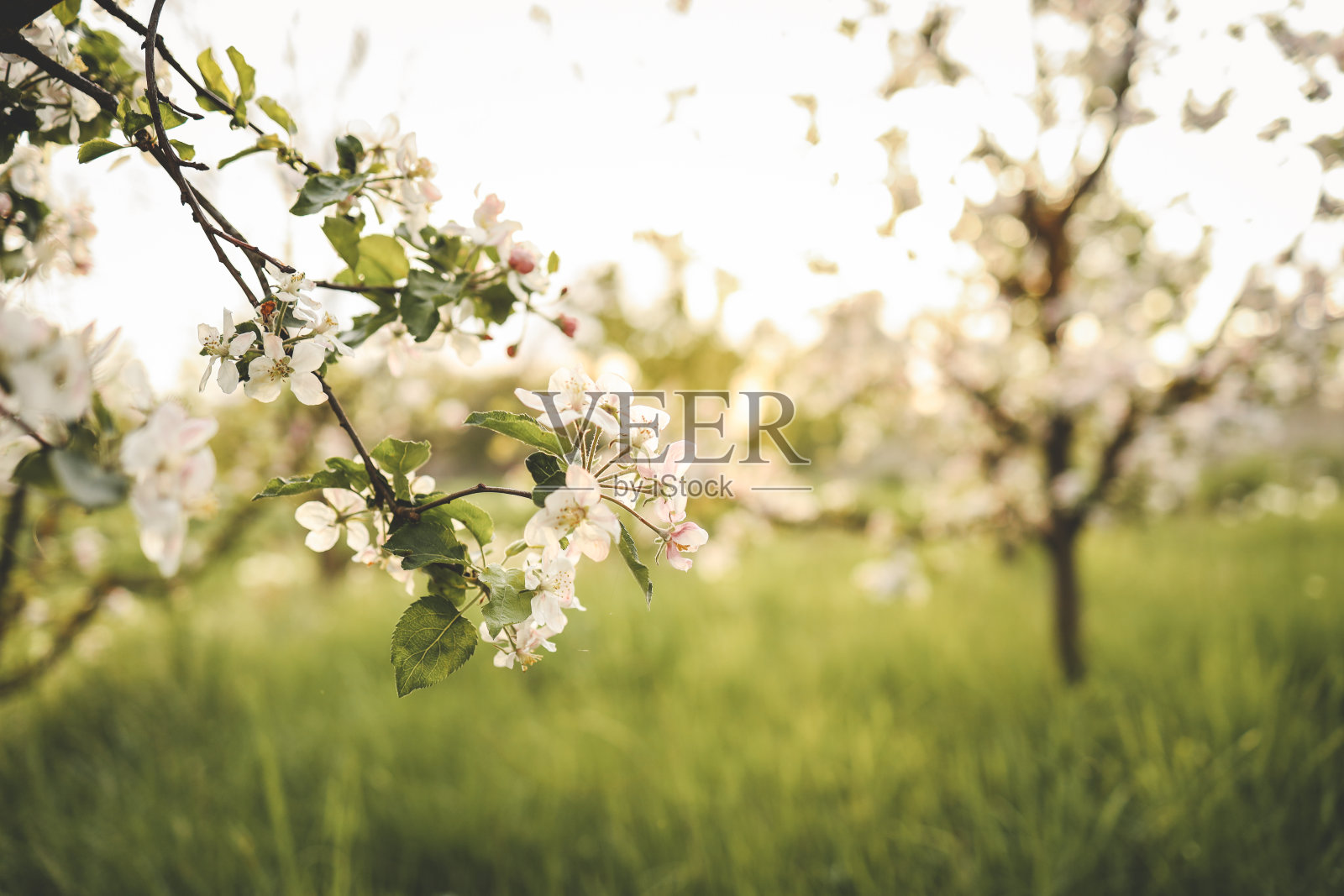 盛开的苹果树在花园里，美丽的照片，壁纸照片摄影图片