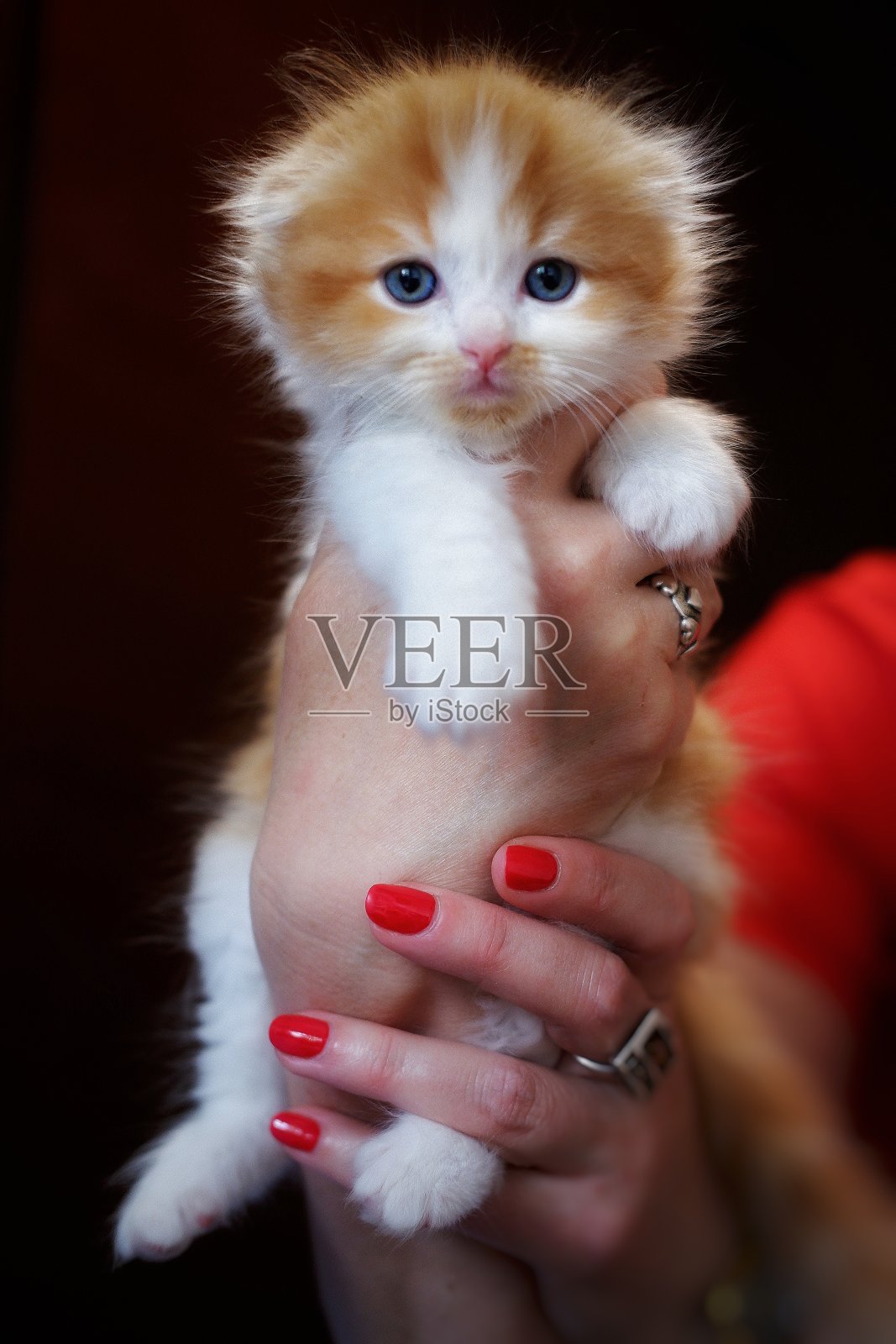 一个女人手里拿着一只红白相间的小猫，毛茸茸的，蓝眼睛照片摄影图片