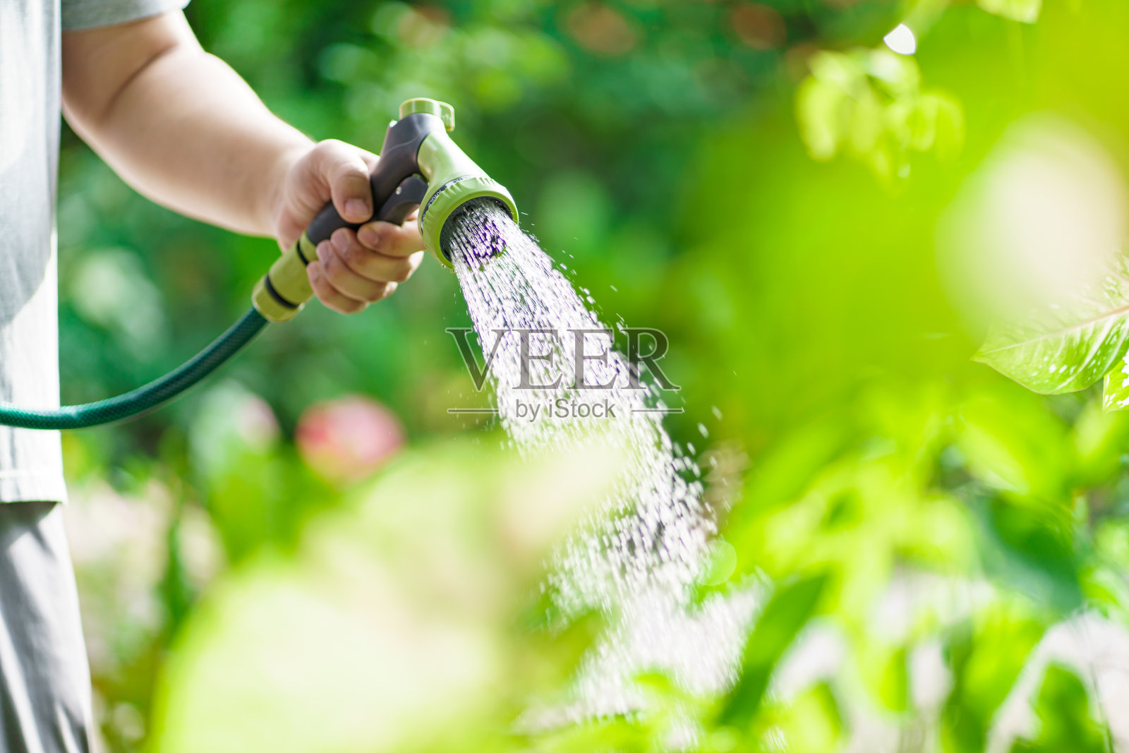 男子在花园里给plantsÂ浇水。城市园艺浇灌新鲜蔬菜自然和植物护理理念照片摄影图片