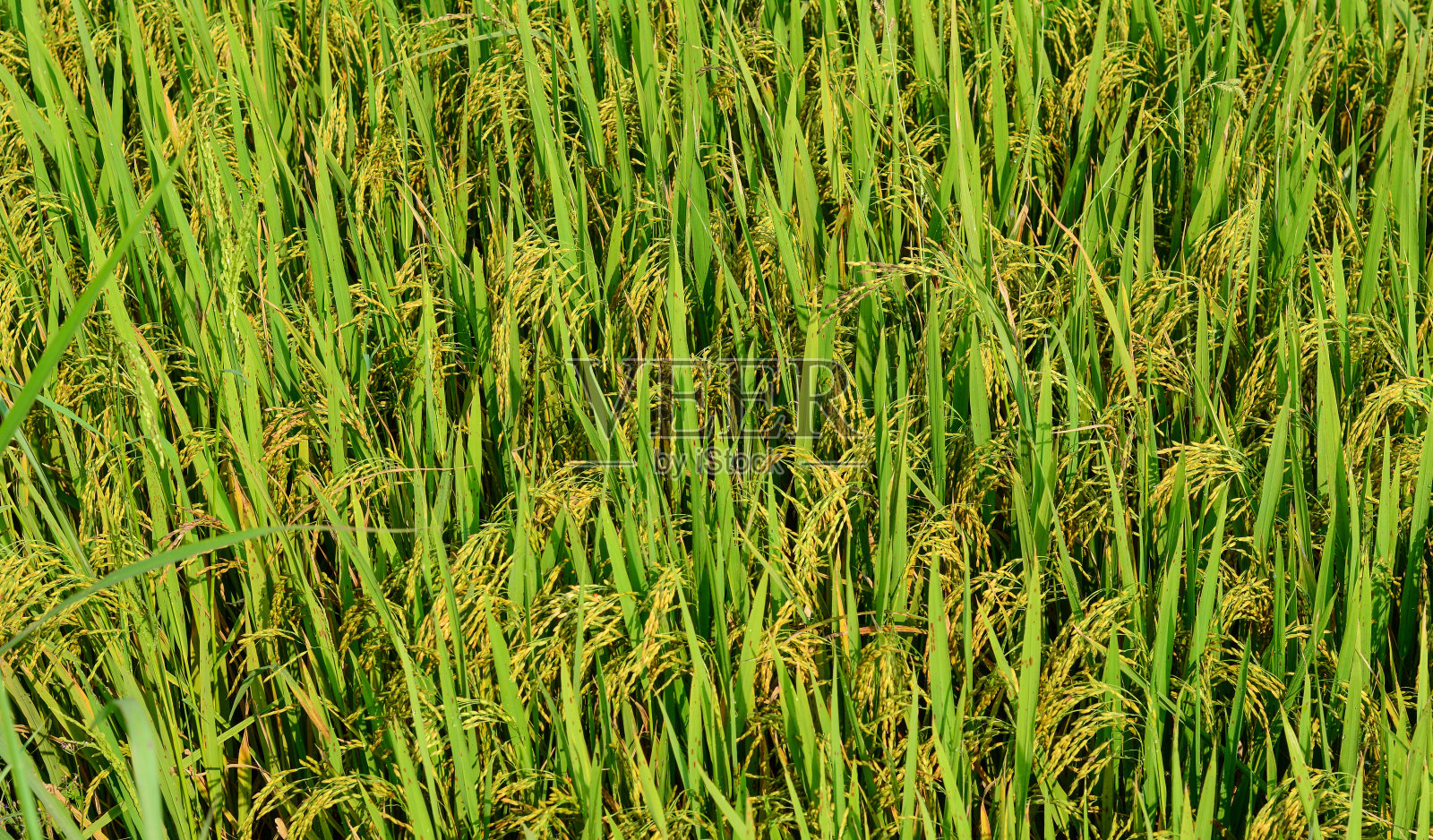 越南湄公河三角洲的乡村景观照片摄影图片