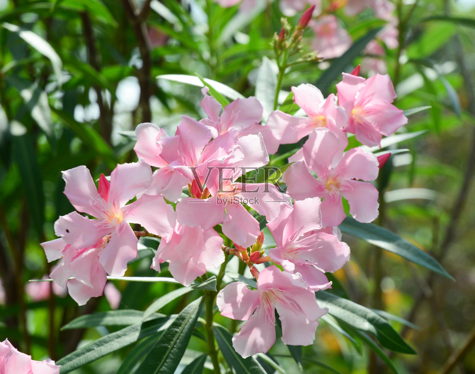 阳光明媚的日子里，公园里的鲜花照片摄影图片
