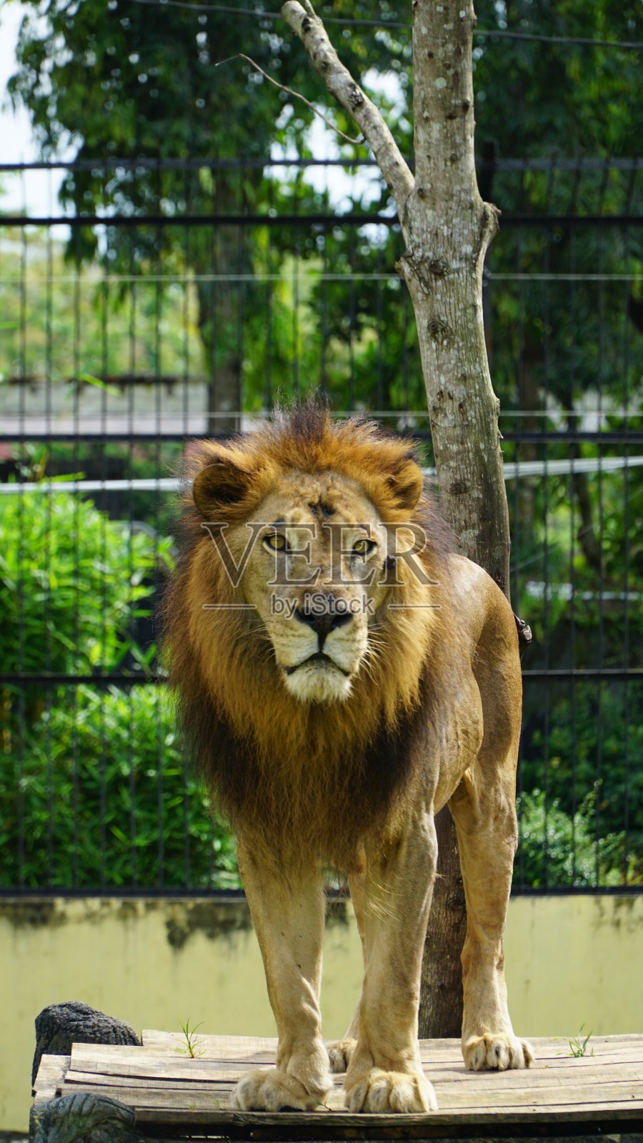 雄狮照片摄影图片
