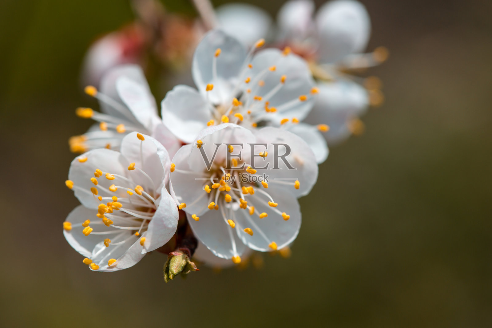 春天樱花盛开，春天的背景。春天樱花盛开，粉嫩的花朵。照片摄影图片
