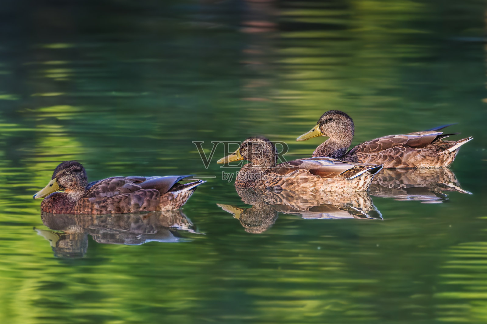 晨光中池塘里的鸭子照片摄影图片