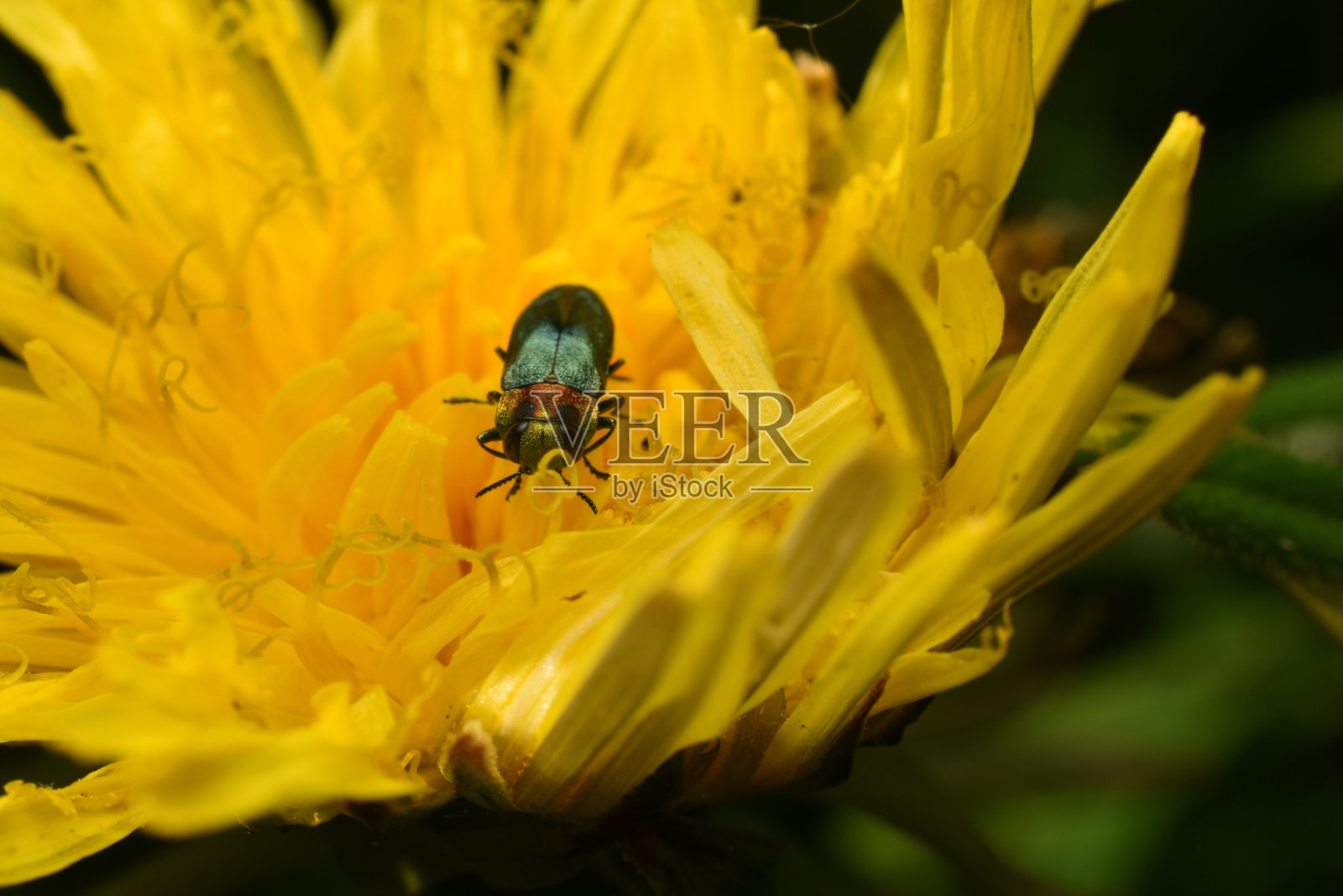 蚁甲坐落在一朵黄色的花上。照片摄影图片