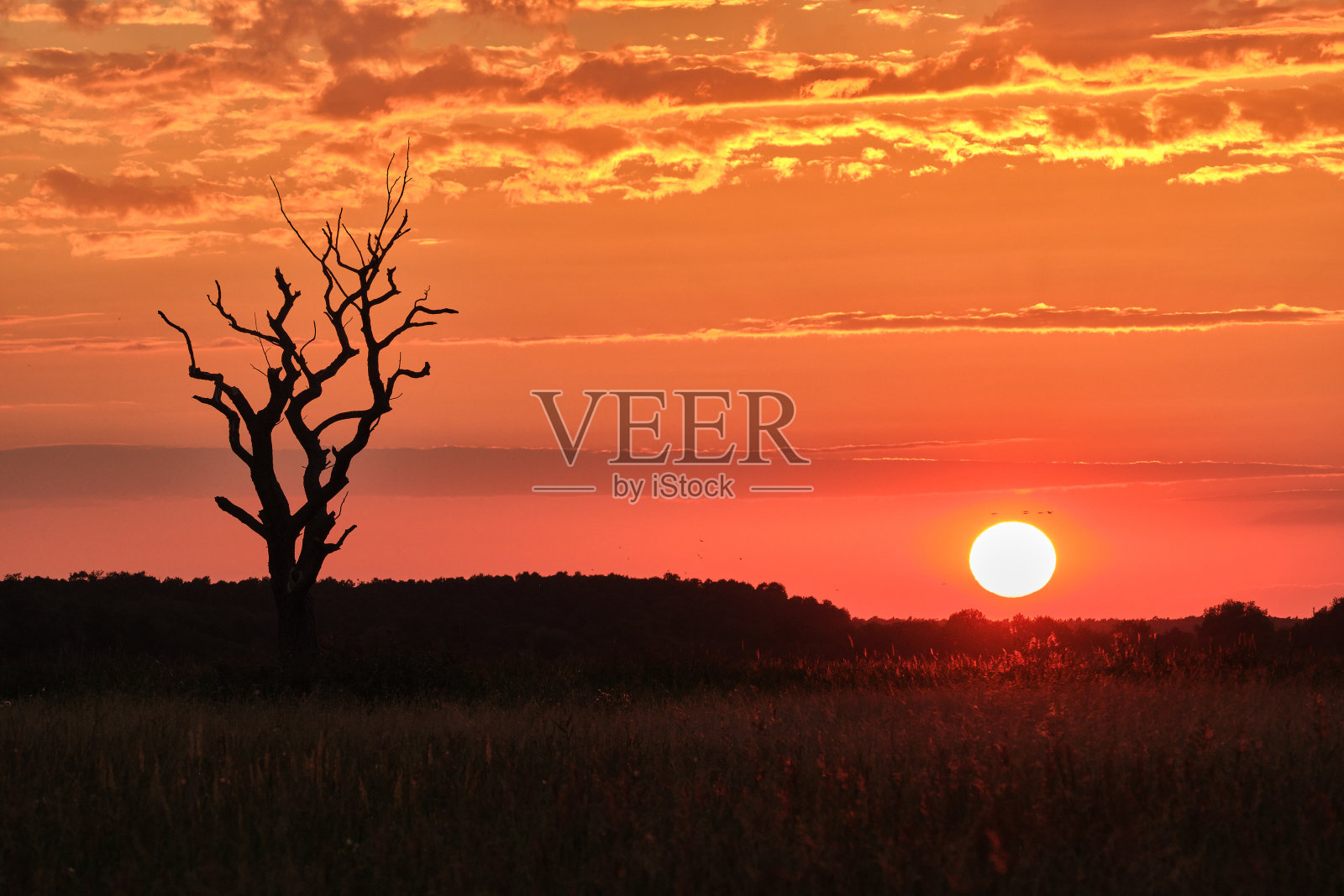 老树和草地景观在夕阳的背光照片摄影图片