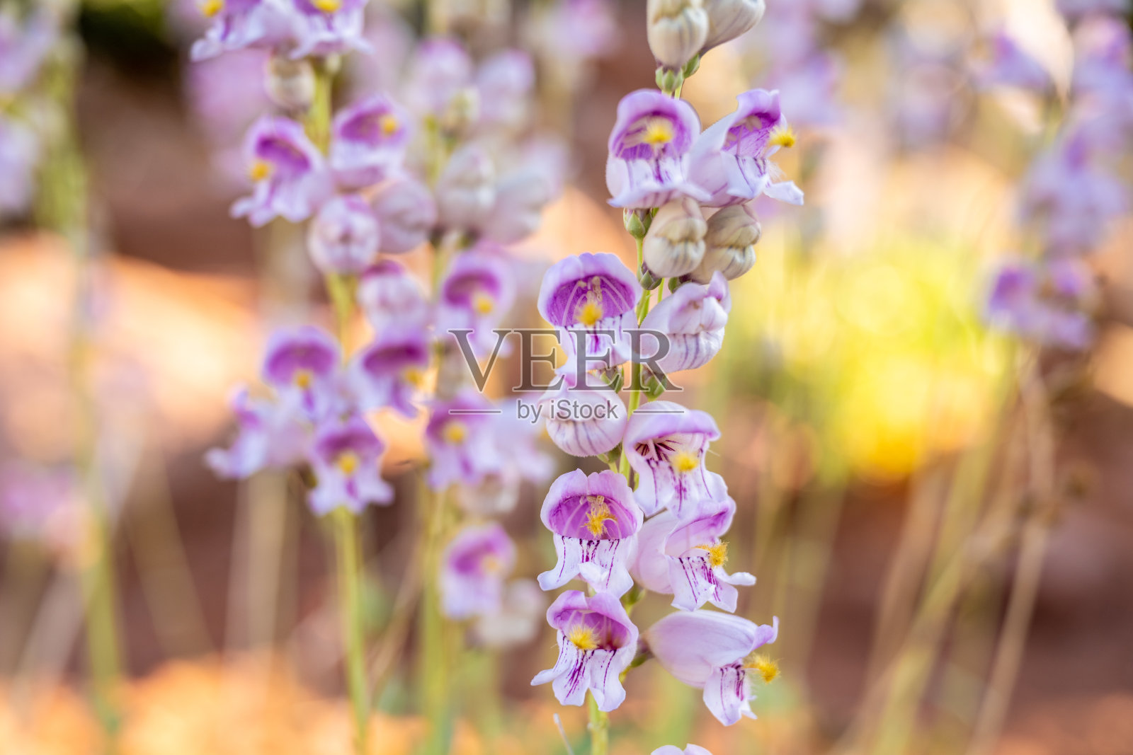 一组锡安的花照片摄影图片