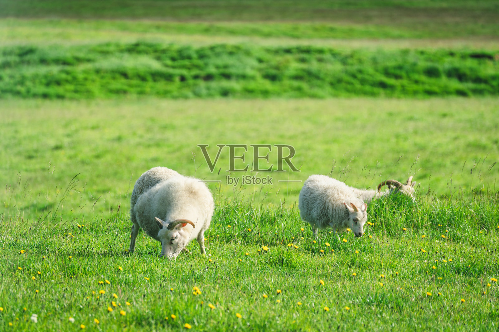 长角的小绵羊在农田草地上吃草照片摄影图片