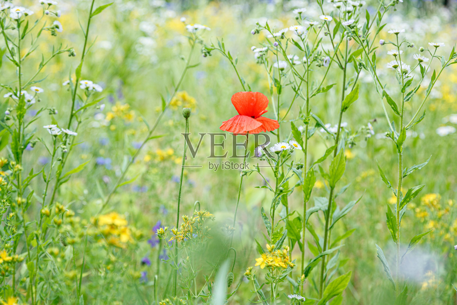 田野里盛开着美丽的罂粟花照片摄影图片