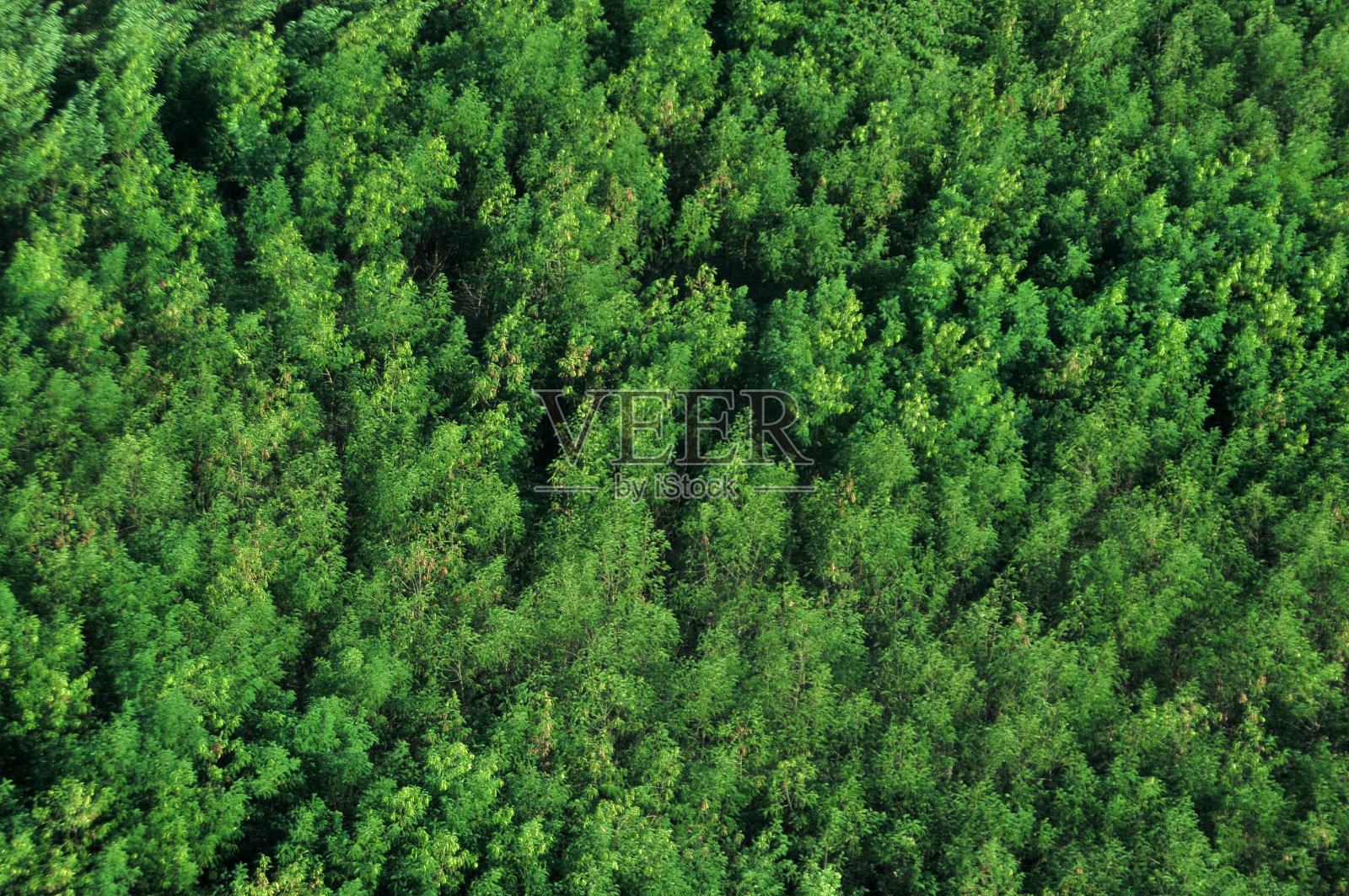 绿树绿草照片摄影图片