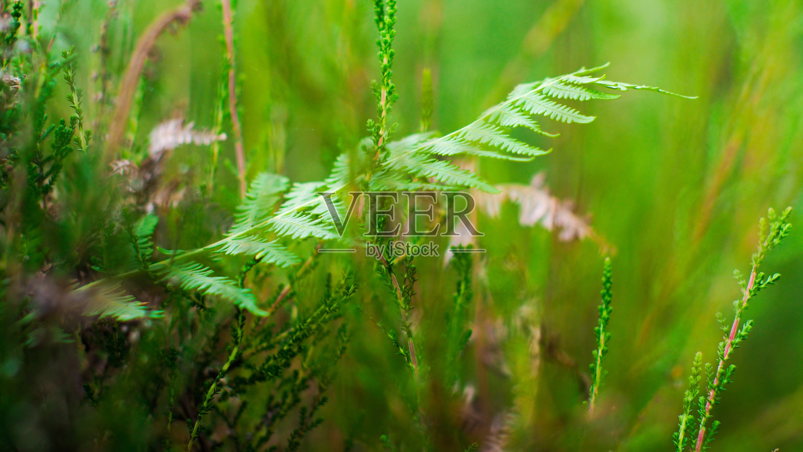 野生蕨类叶子的宏观照片摄影图片