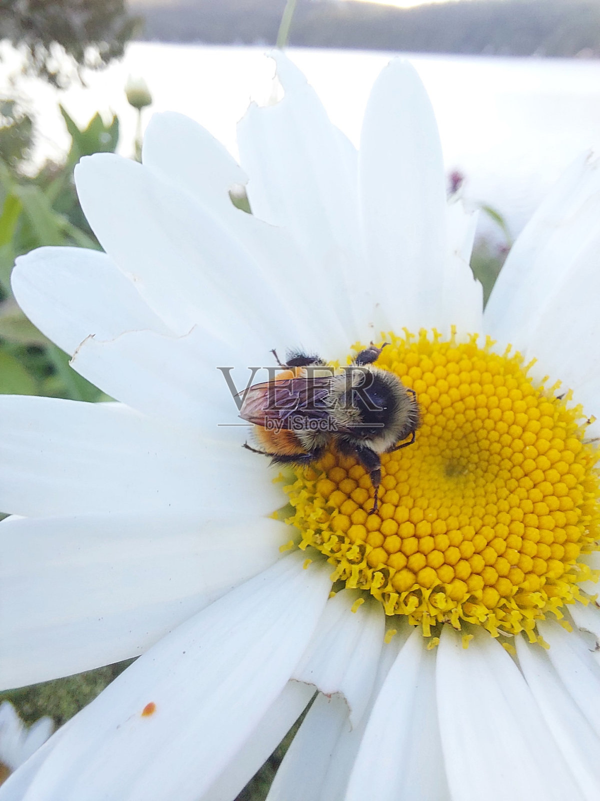 雏菊上的蜜蜂照片摄影图片