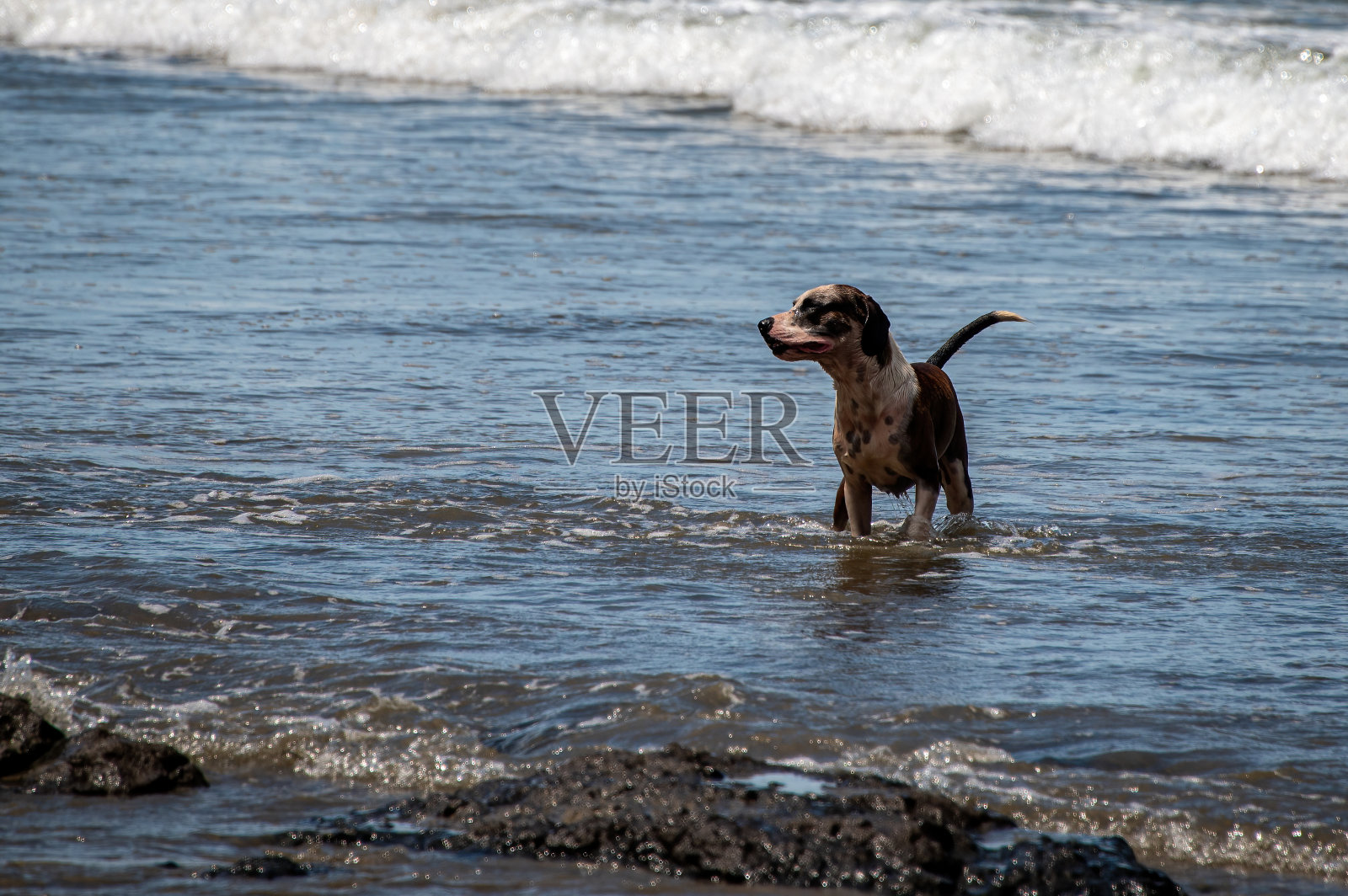 哥斯达黎加海滩上的小狗照片摄影图片