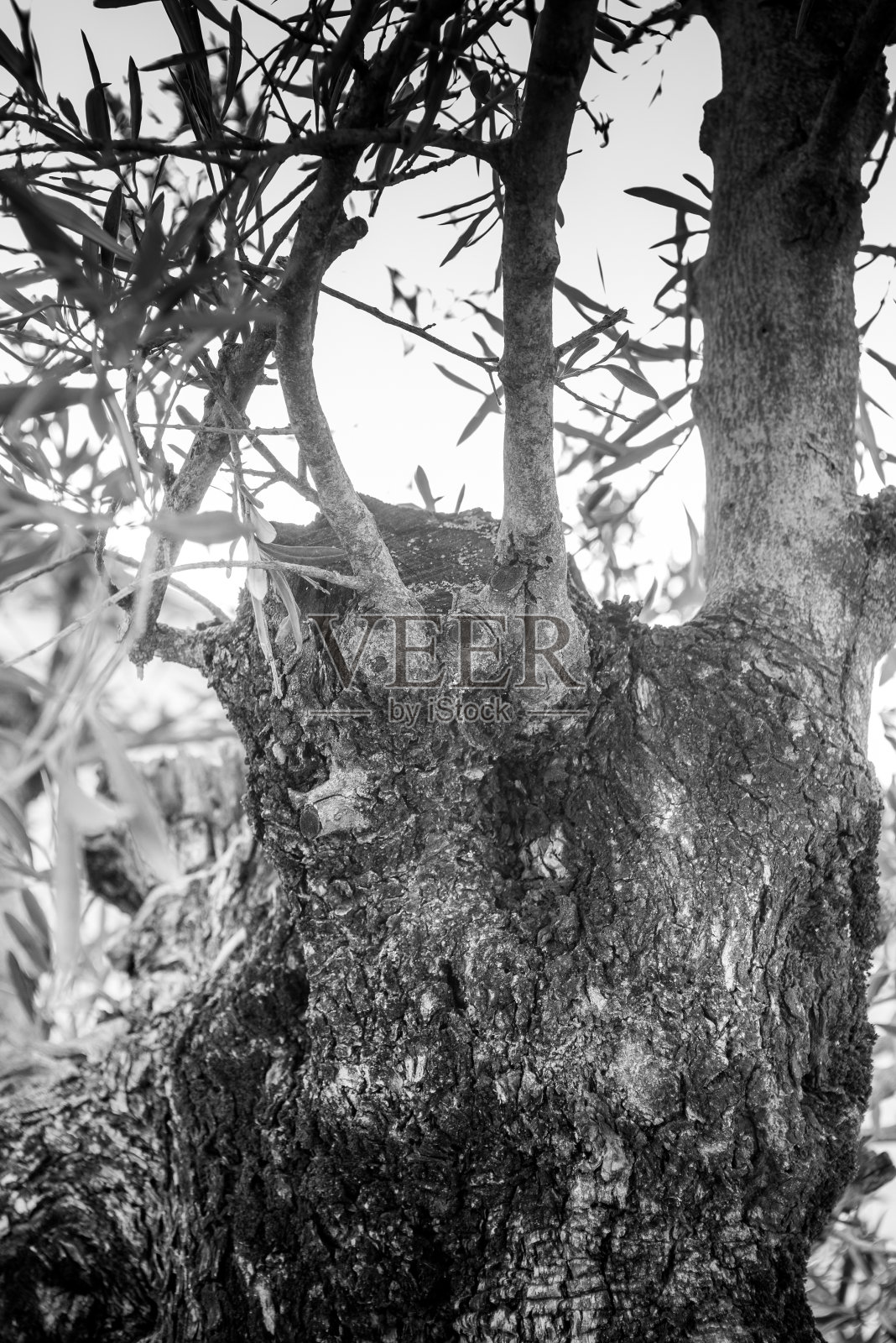 树皮的细节在黑色和白色照片摄影图片