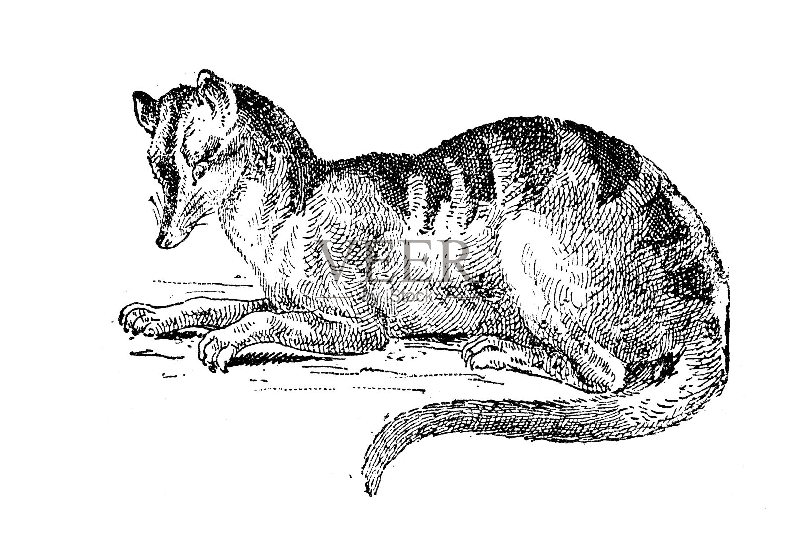 古董插图:条纹棕榈果子狸(Hemigalus derbyanus)设计元素图片