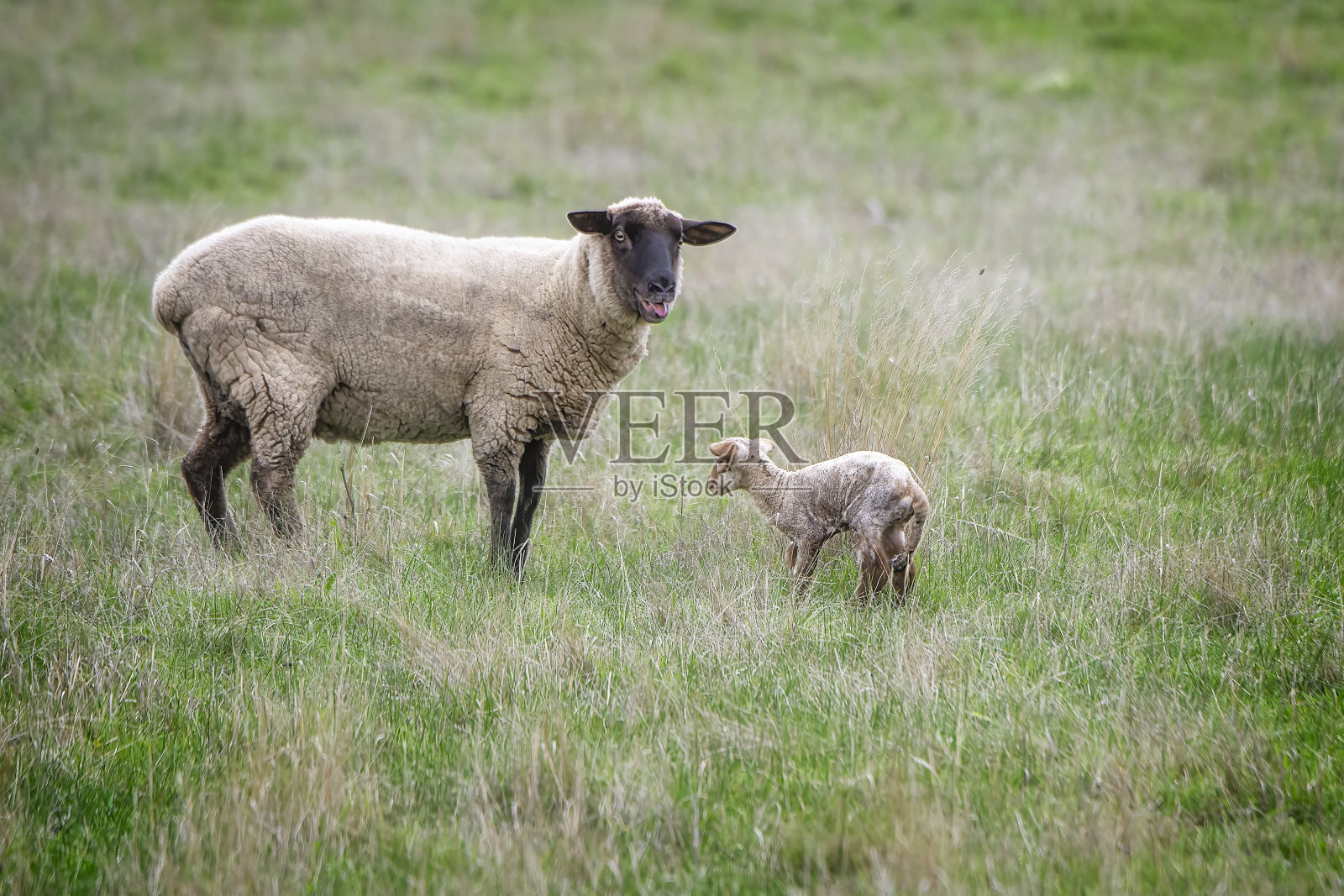 羊群在围场里照片摄影图片