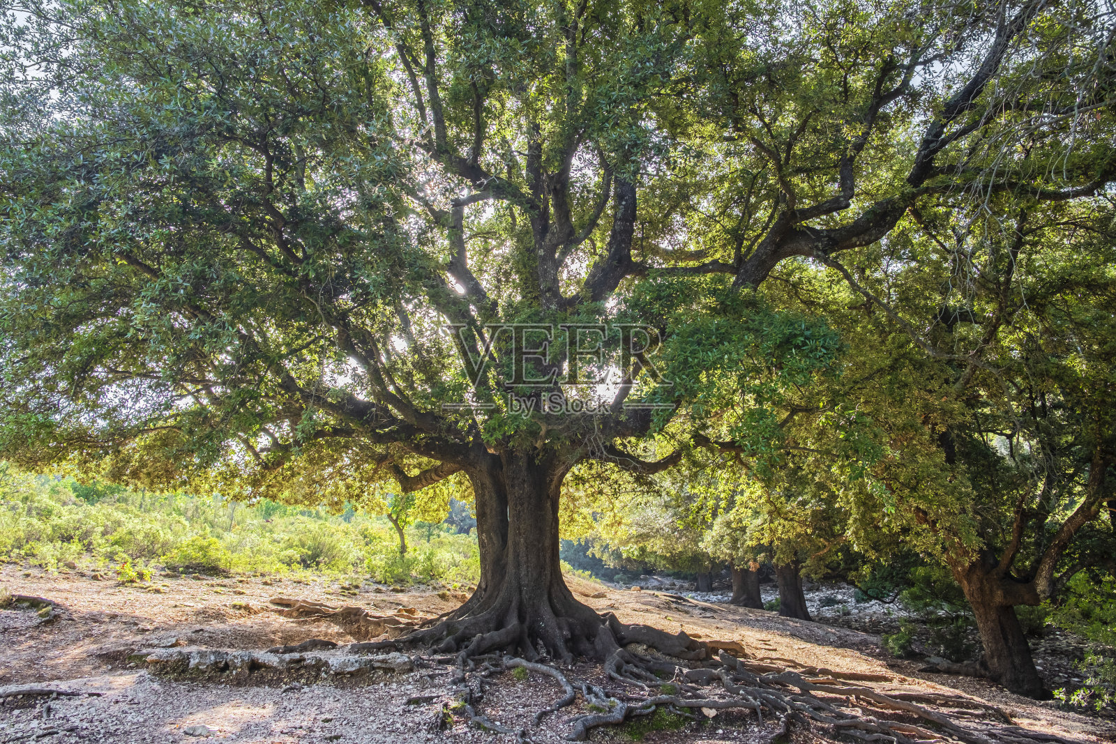 意大利撒丁岛东部的Baunei山的人行道照片摄影图片