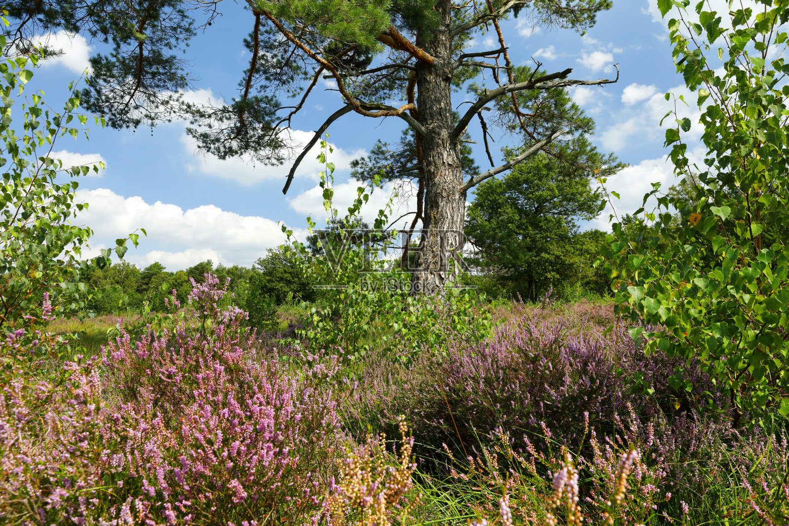 夏末的石南景观照片摄影图片