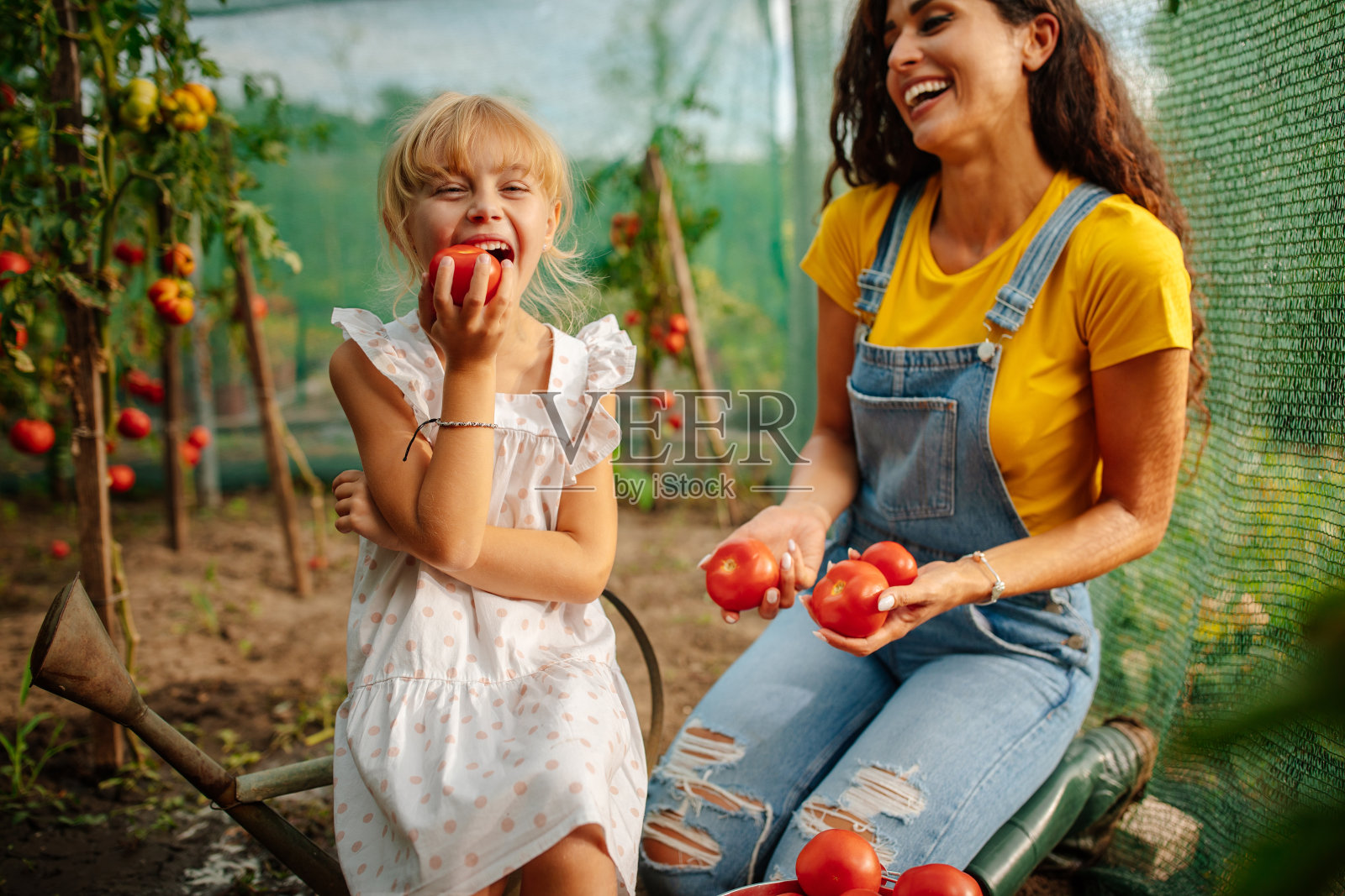 女孩喜欢她妈妈在花园里种的西红柿照片摄影图片