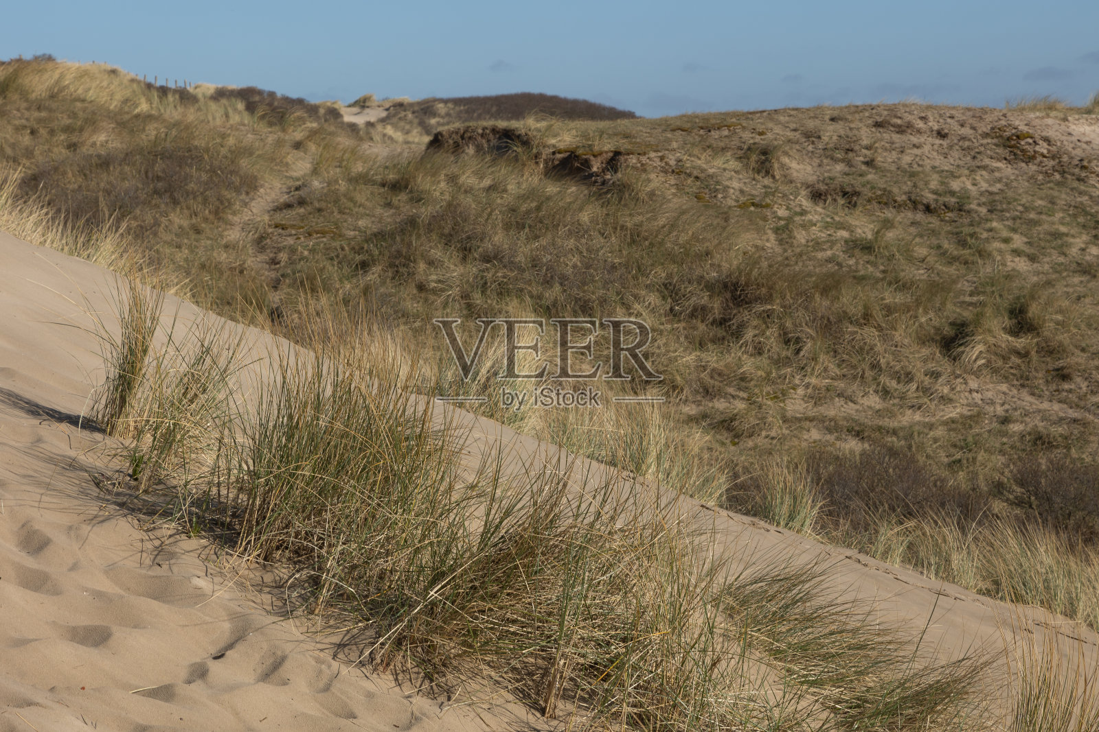 荷兰北海的沙丘景观前的Marram草(Ammophila arenaria)照片摄影图片