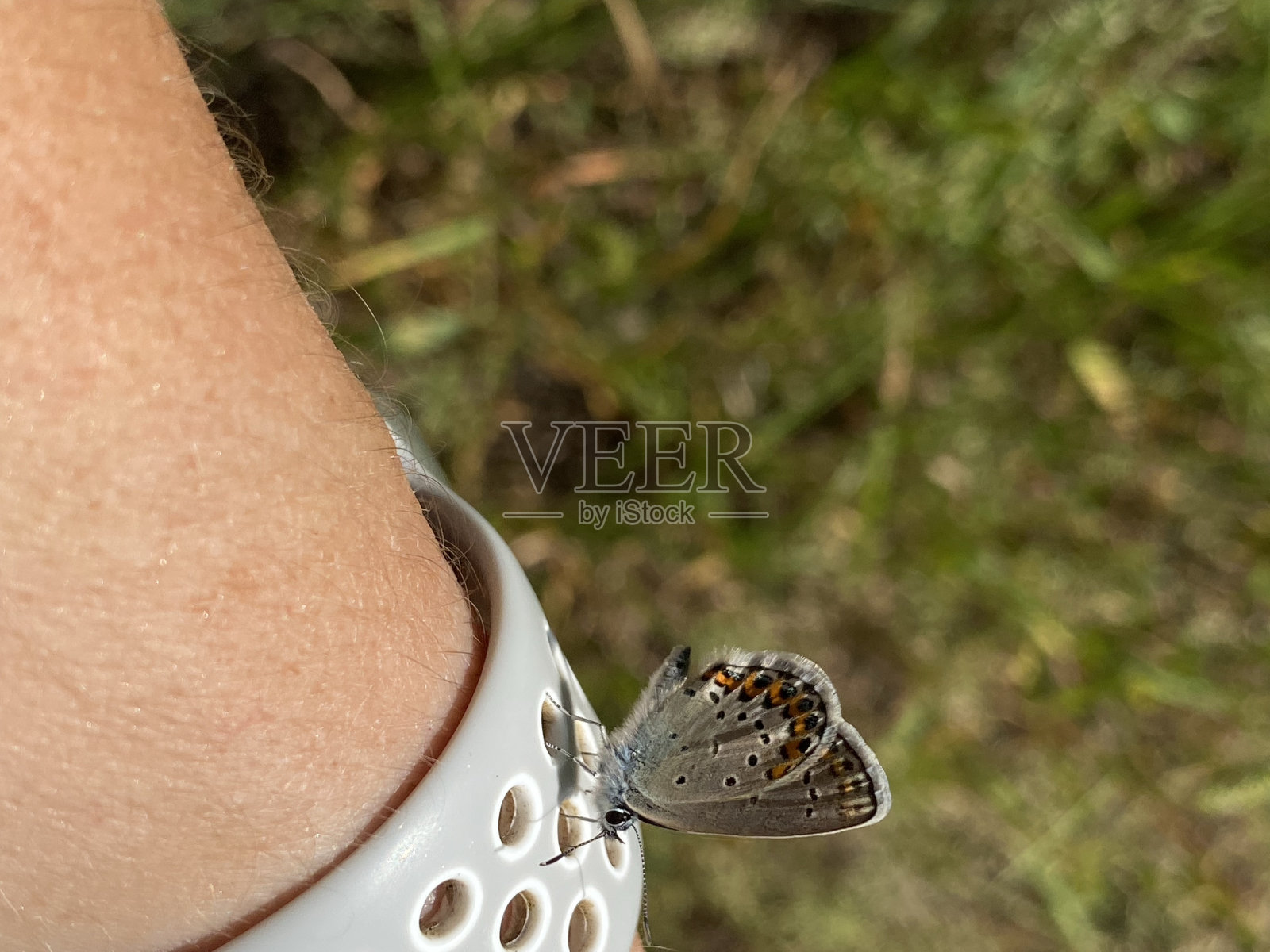 Silver-studded蓝色照片摄影图片