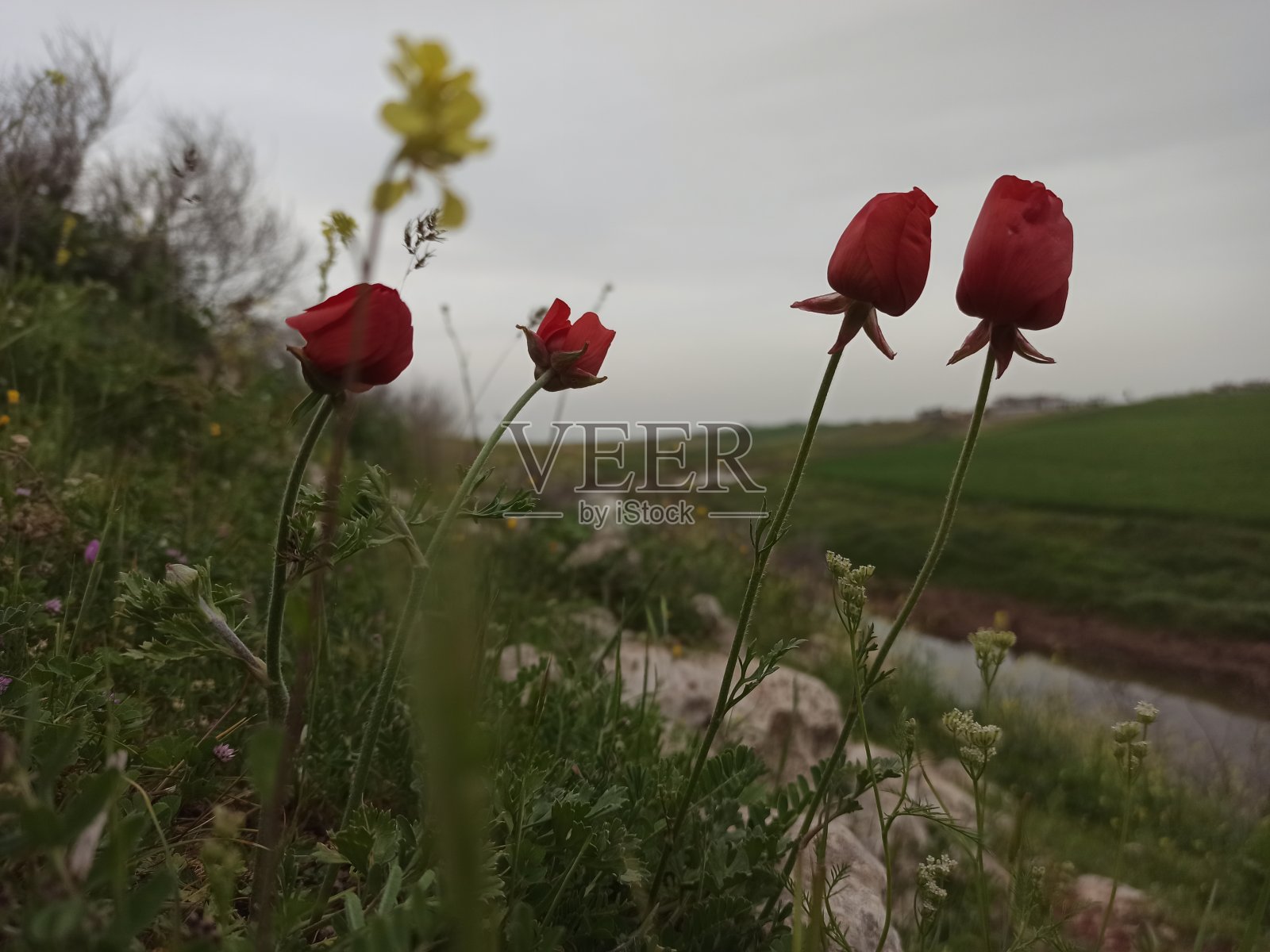 波斯毛茛(亚洲毛茛)照片摄影图片