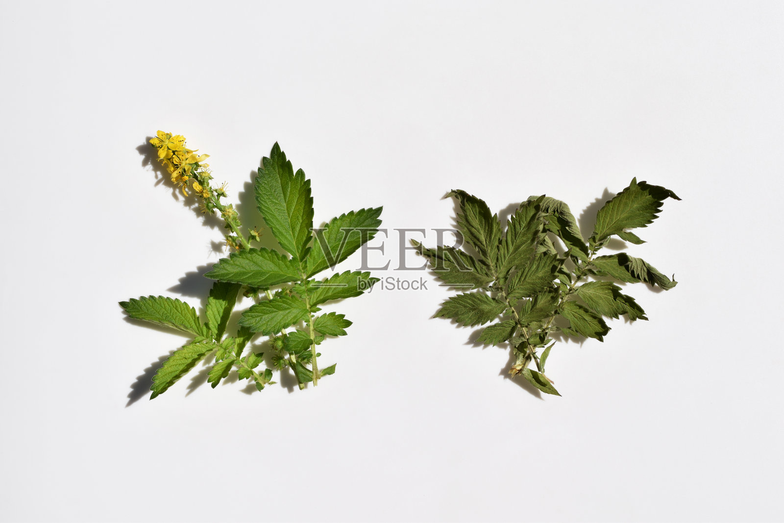 新鲜和干燥的草属植物照片摄影图片