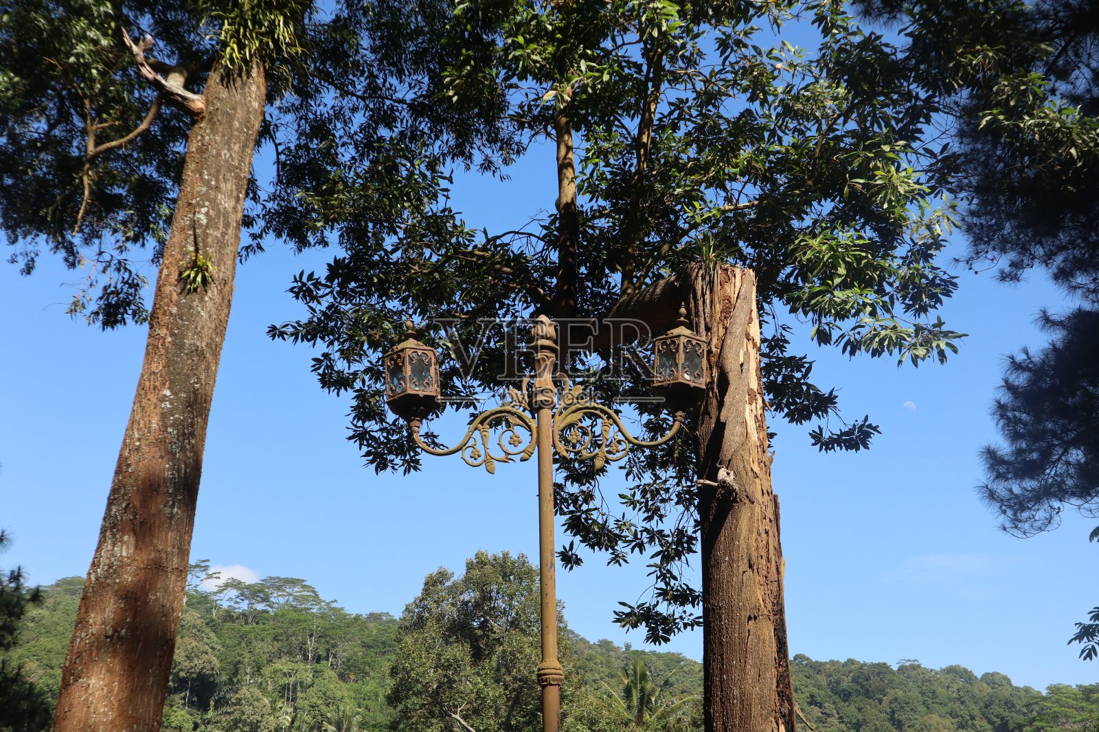 美丽的花园灯(lampu taman)在一个阳光明媚的早晨，在花园里的一棵树旁照片摄影图片