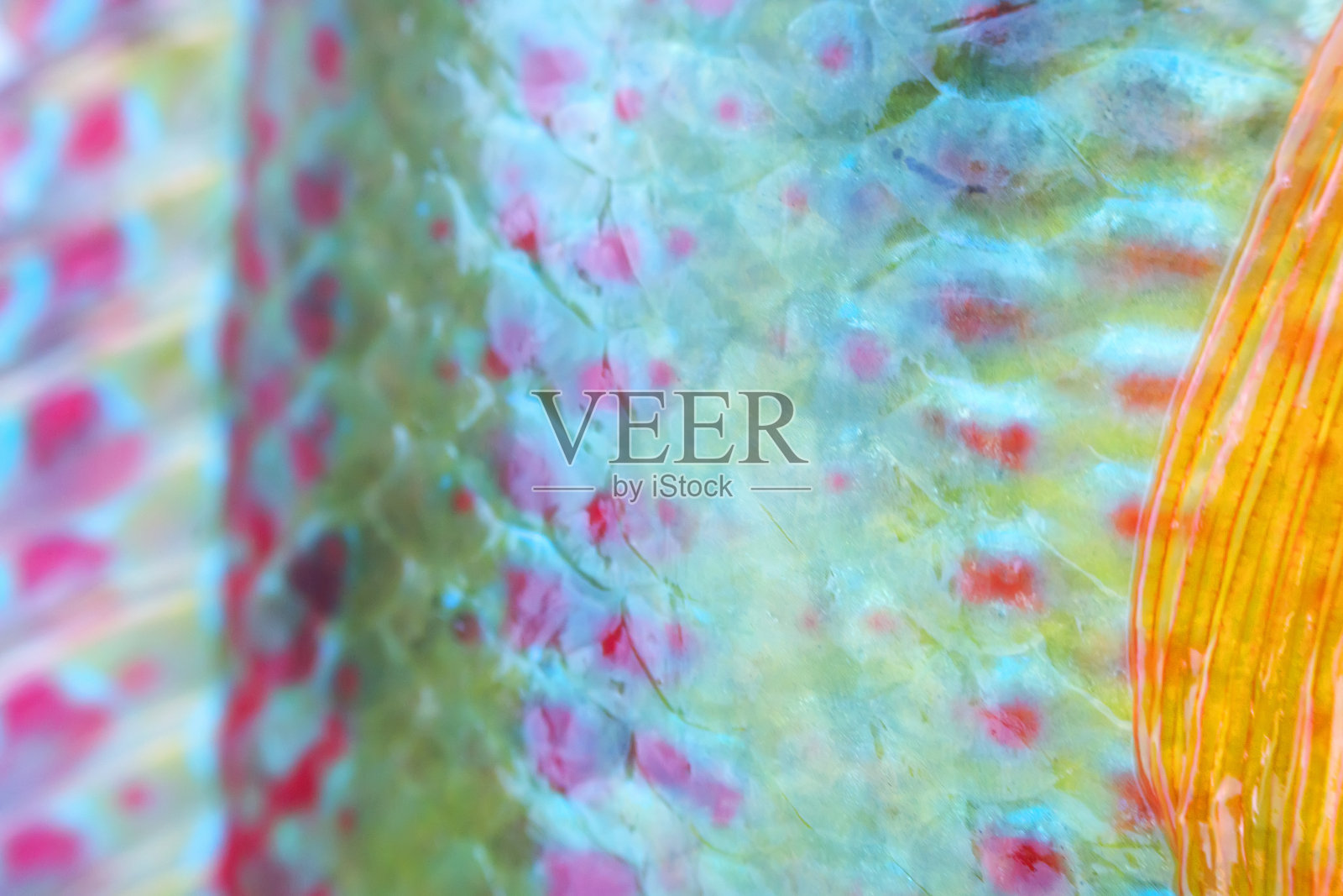 长条纹濑鱼，彩虹鱼部分照片摄影图片