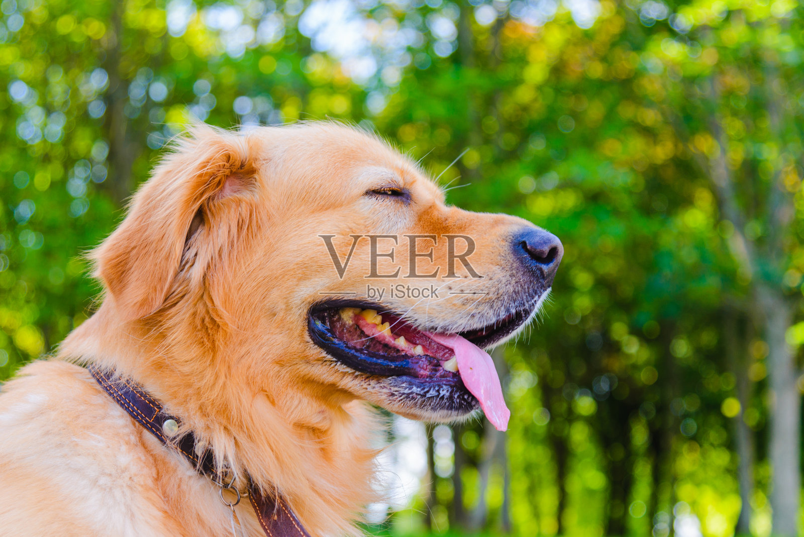 金色拉布拉多犬坐在草地上的肖像，背景是绿色的森林。夏天的一天，特写，侧视图。照片摄影图片