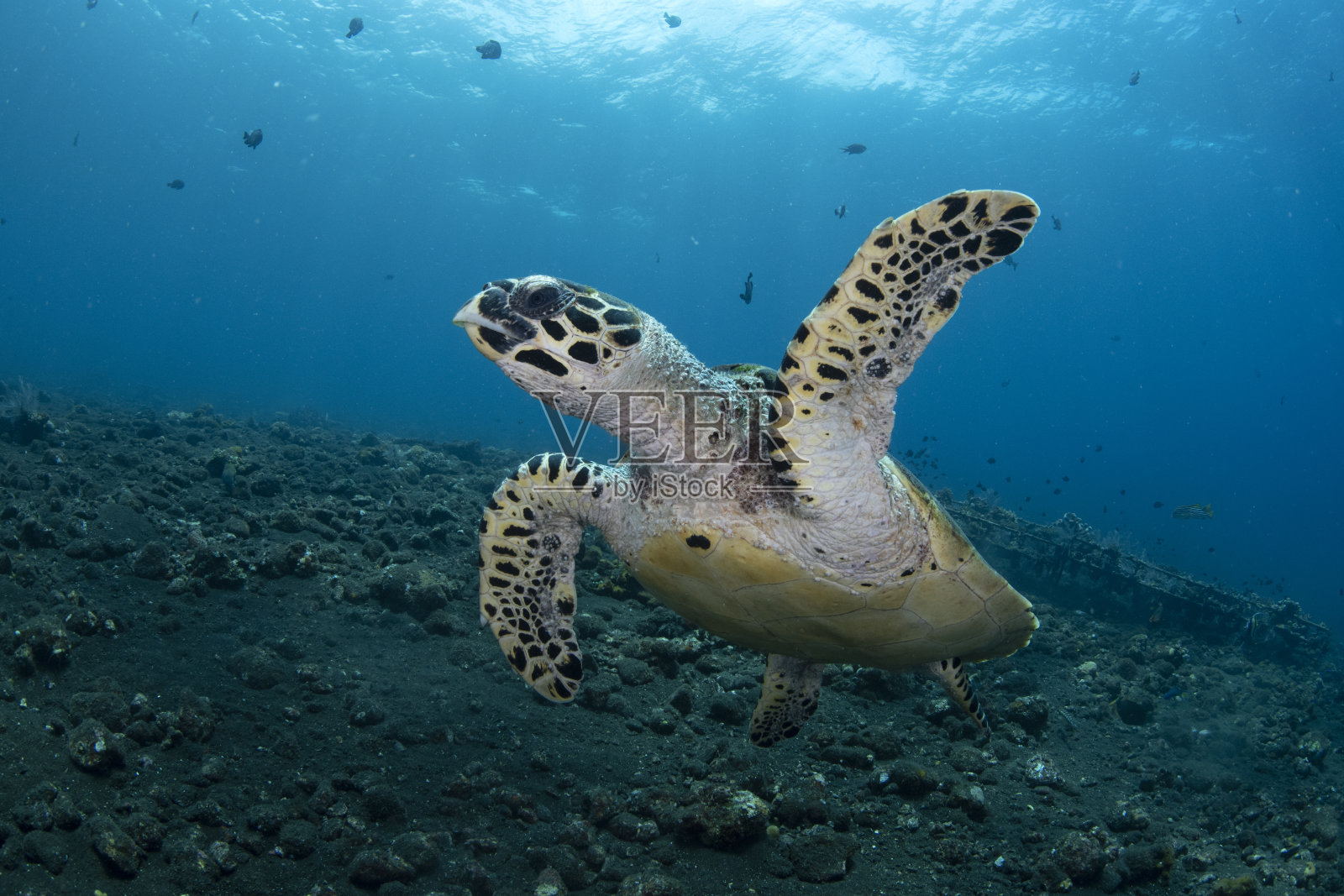 海龟照片摄影图片