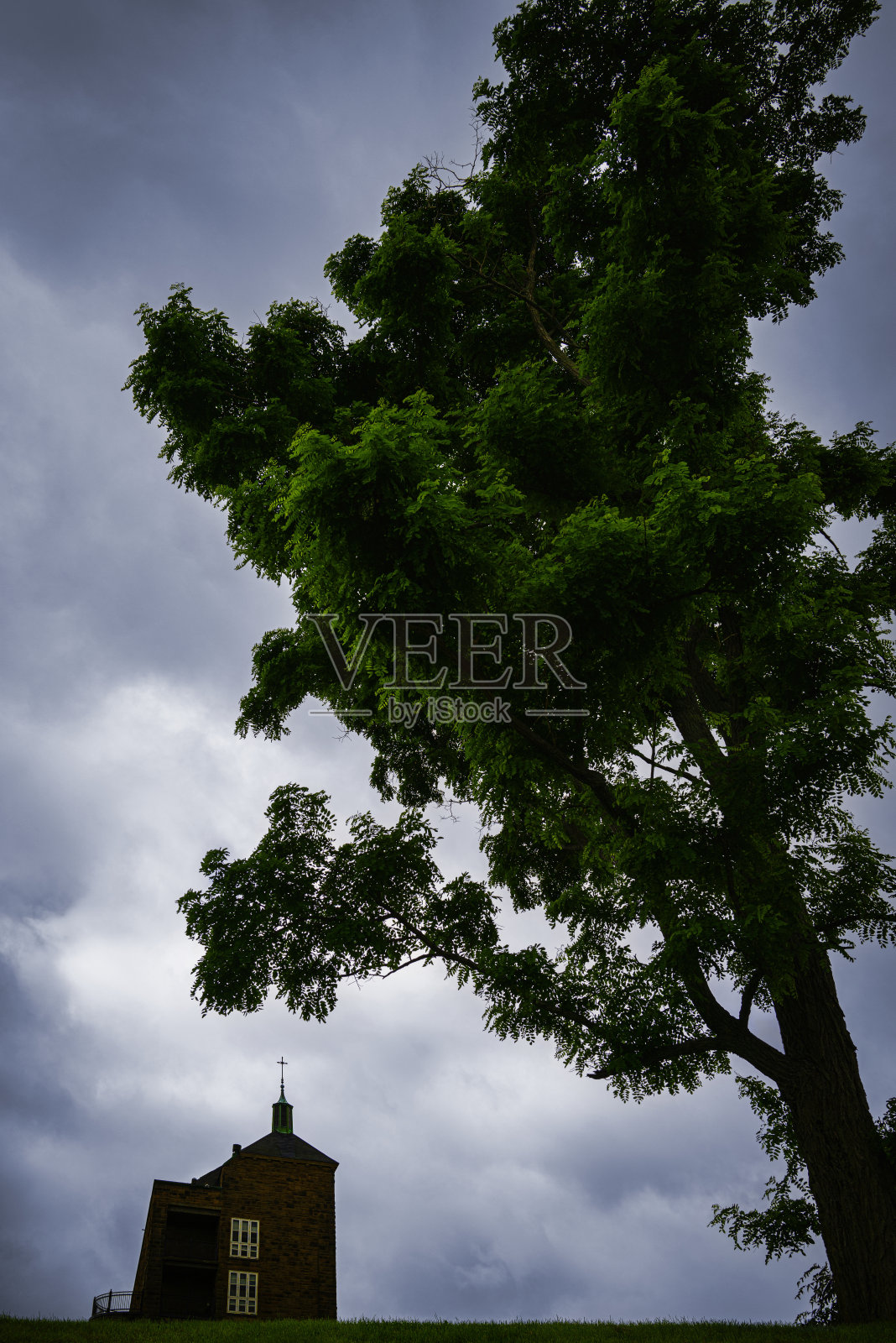 在加拿大新斯科舍省安提戈尼什的圣弗朗西斯泽维尔大学的山上，教堂和一棵绿色的大金合欢树照片摄影图片