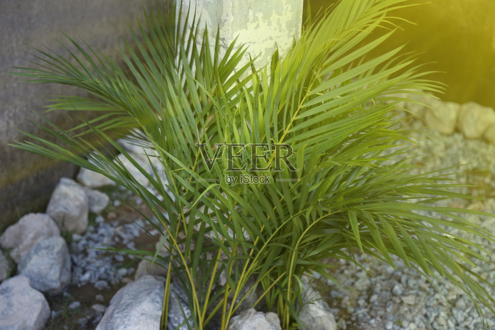 圣周棕枝主日 - 宗教象征照片摄影图片