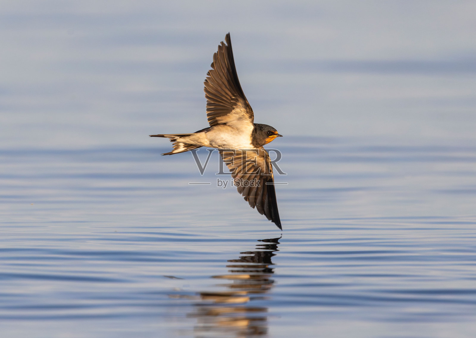燕子在宁静的湖面上飞行照片摄影图片