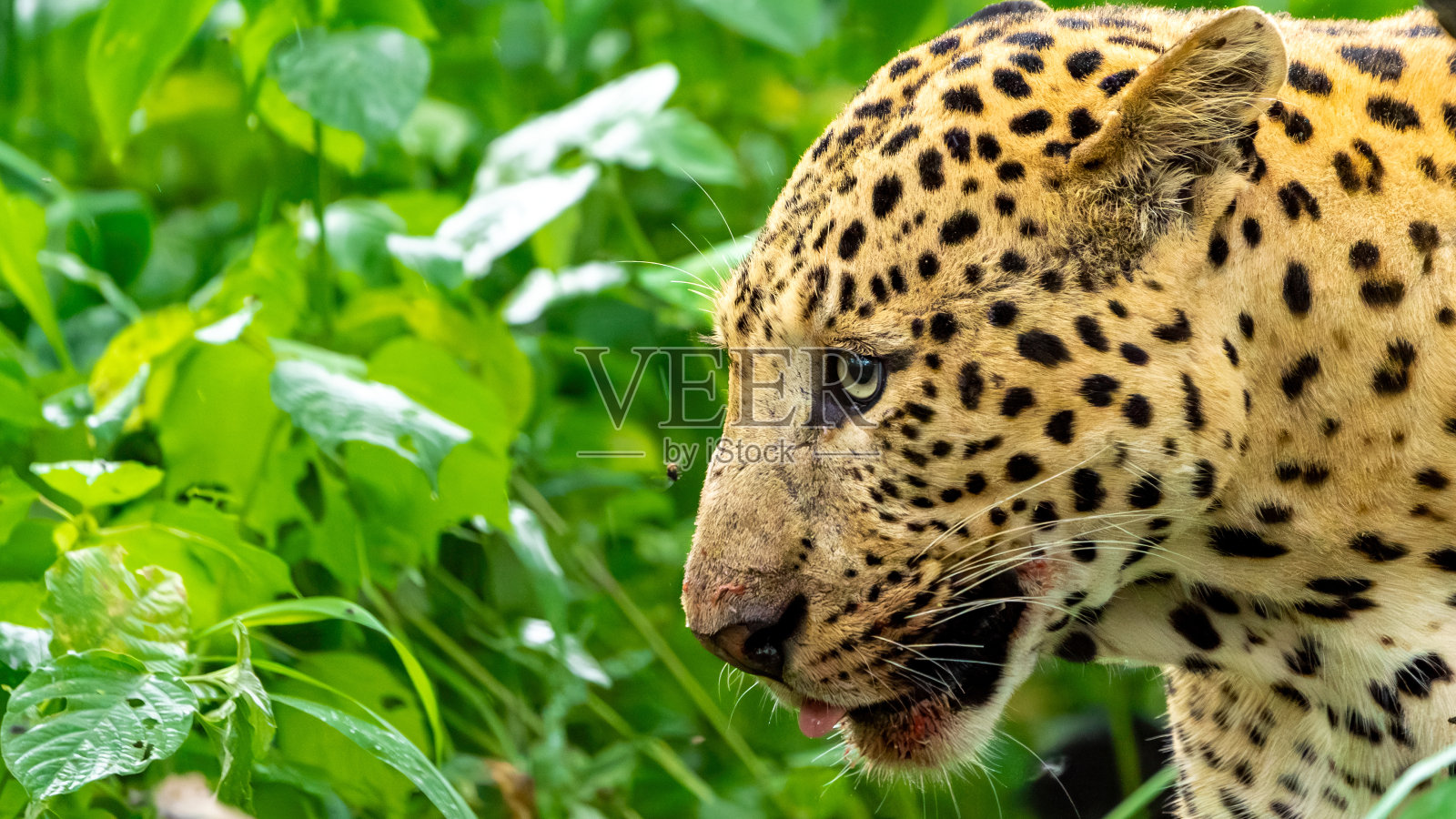 印度豹(学名:Panthera pardus fusca)照片摄影图片