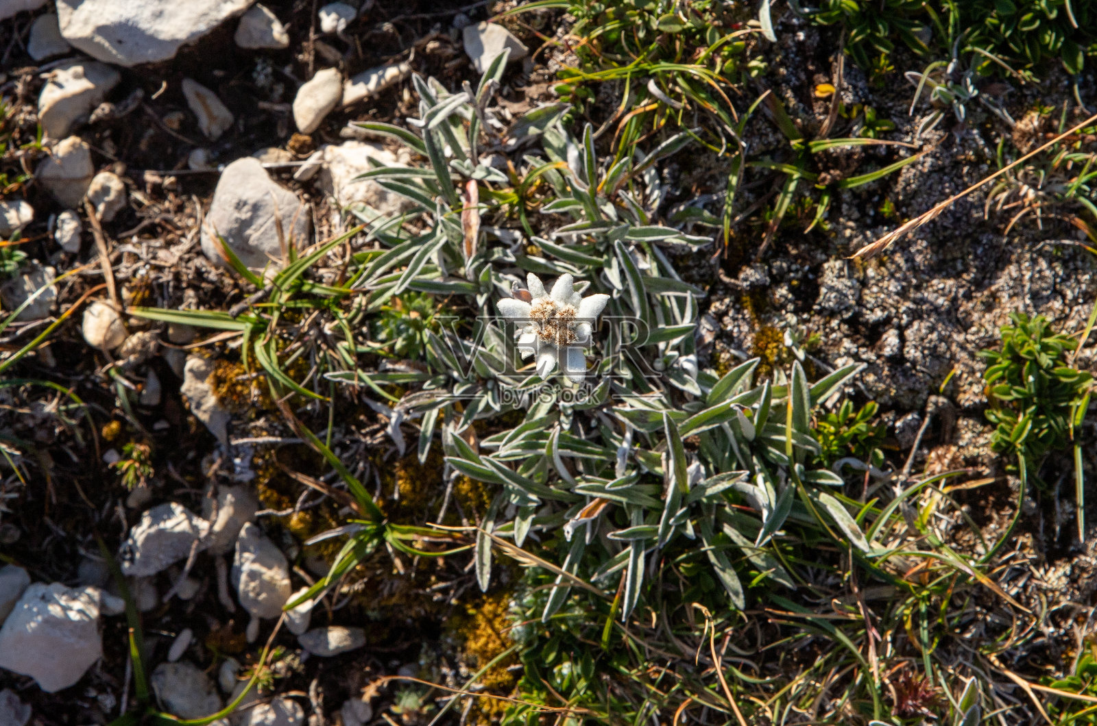 雪绒花照片摄影图片