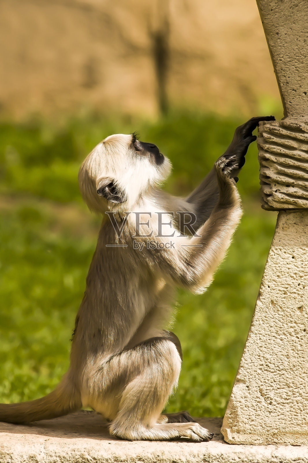 灰叶猴(Semnopithecus entellus)照片摄影图片