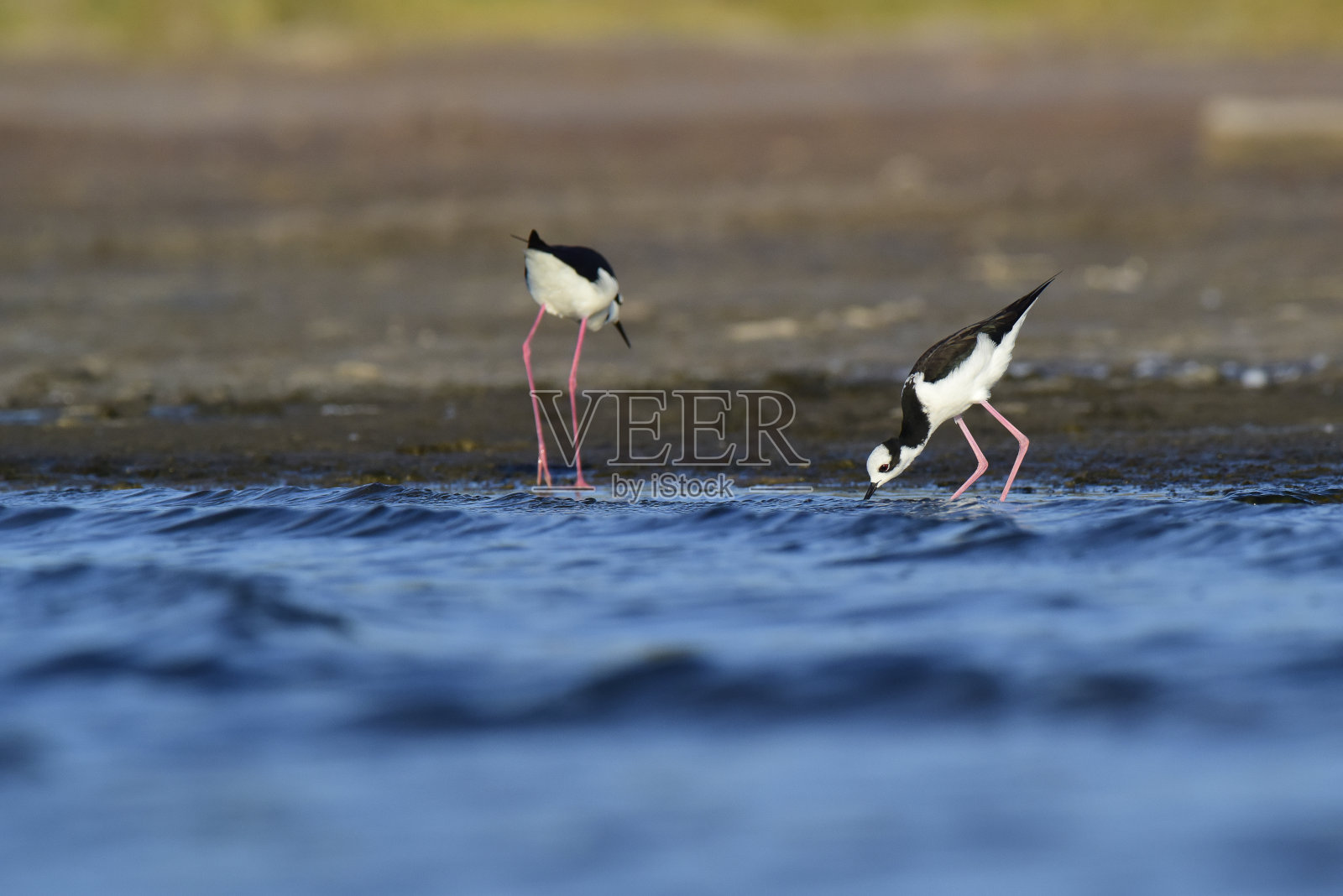 南高跷，在飞行中的黑鬃蝠，拉潘帕省，巴塔哥尼亚，阿根廷照片摄影图片