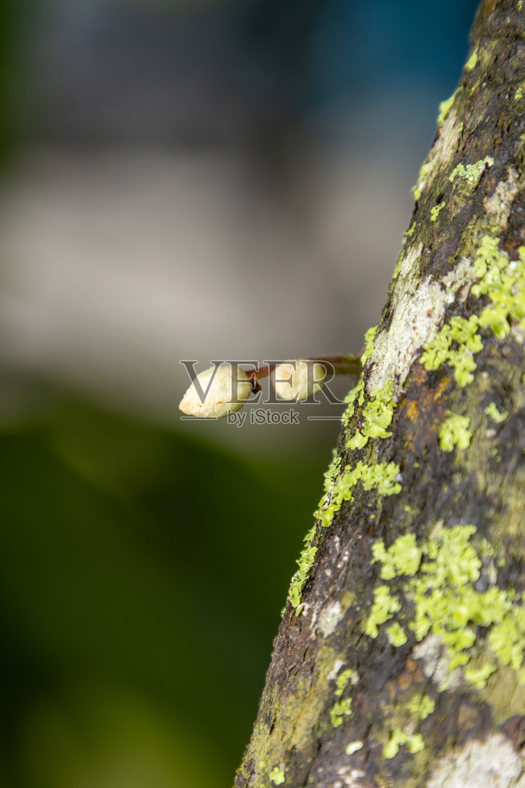 茎上的可可花，绿色背景照片摄影图片