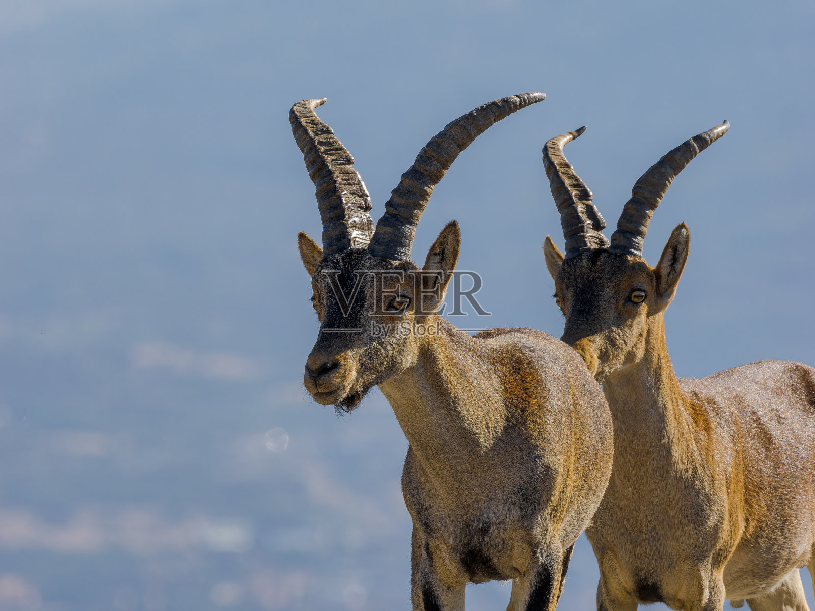 瓜达拉马的山羊照片摄影图片
