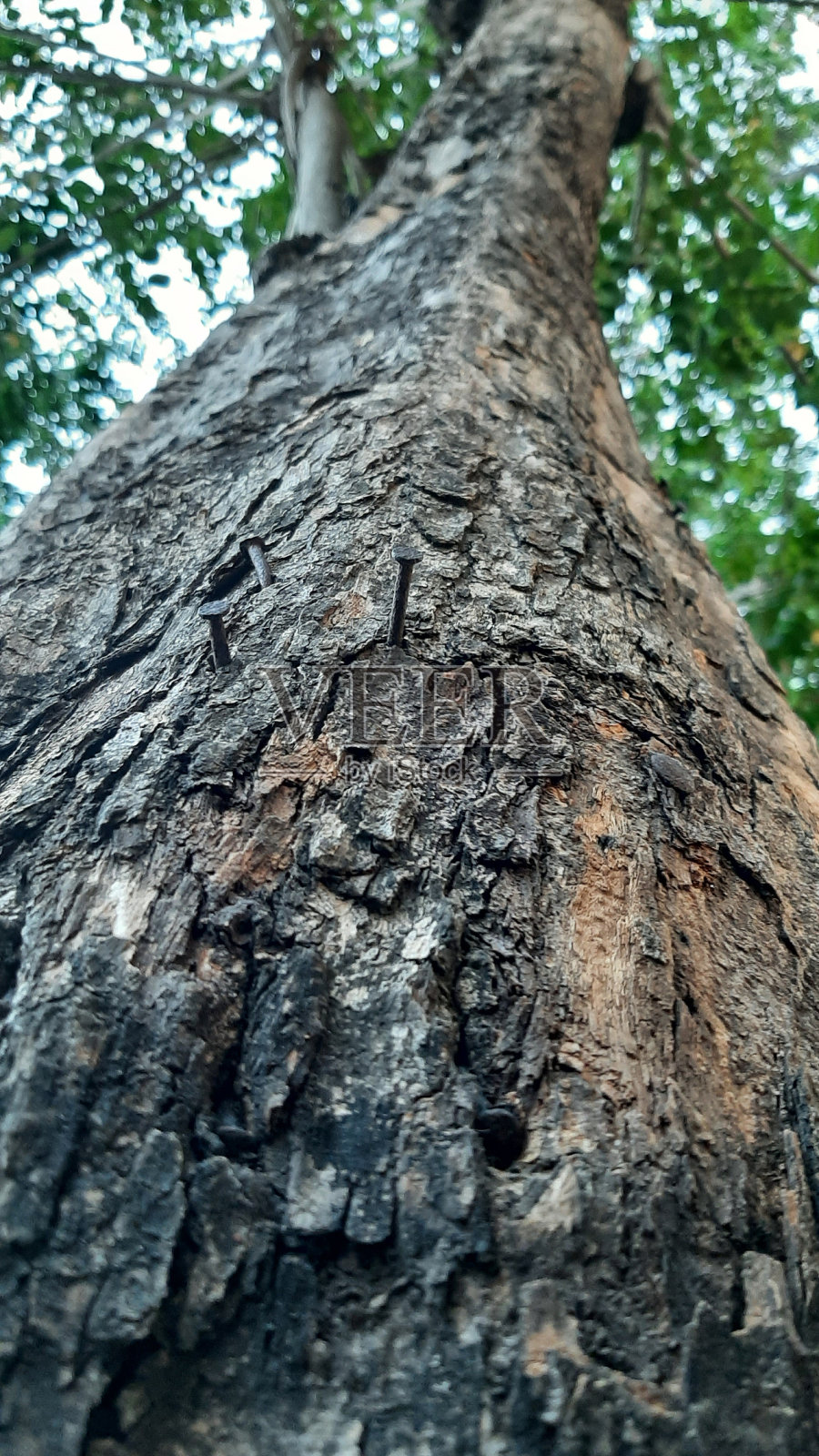 大树干照片摄影图片