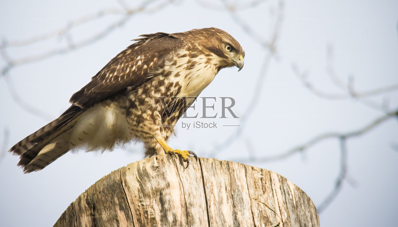 鹰照片摄影图片