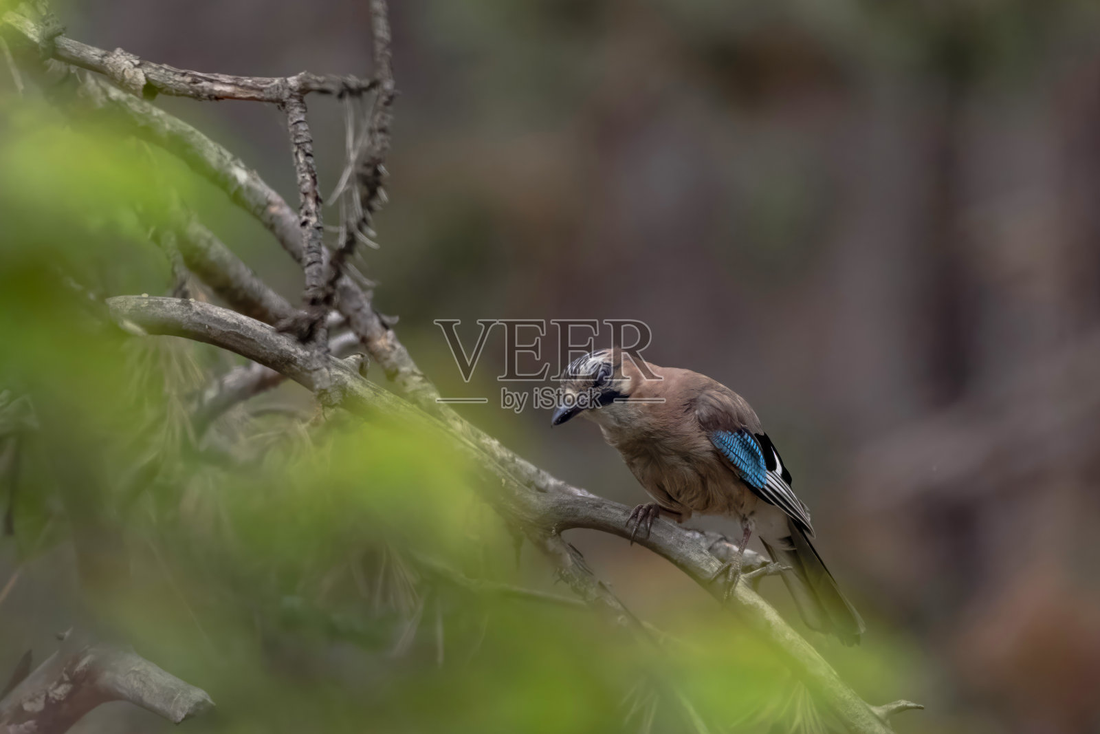 绿松鸦又名欧亚松鸦，保加利亚森林中美丽的彩色鸟照片摄影图片